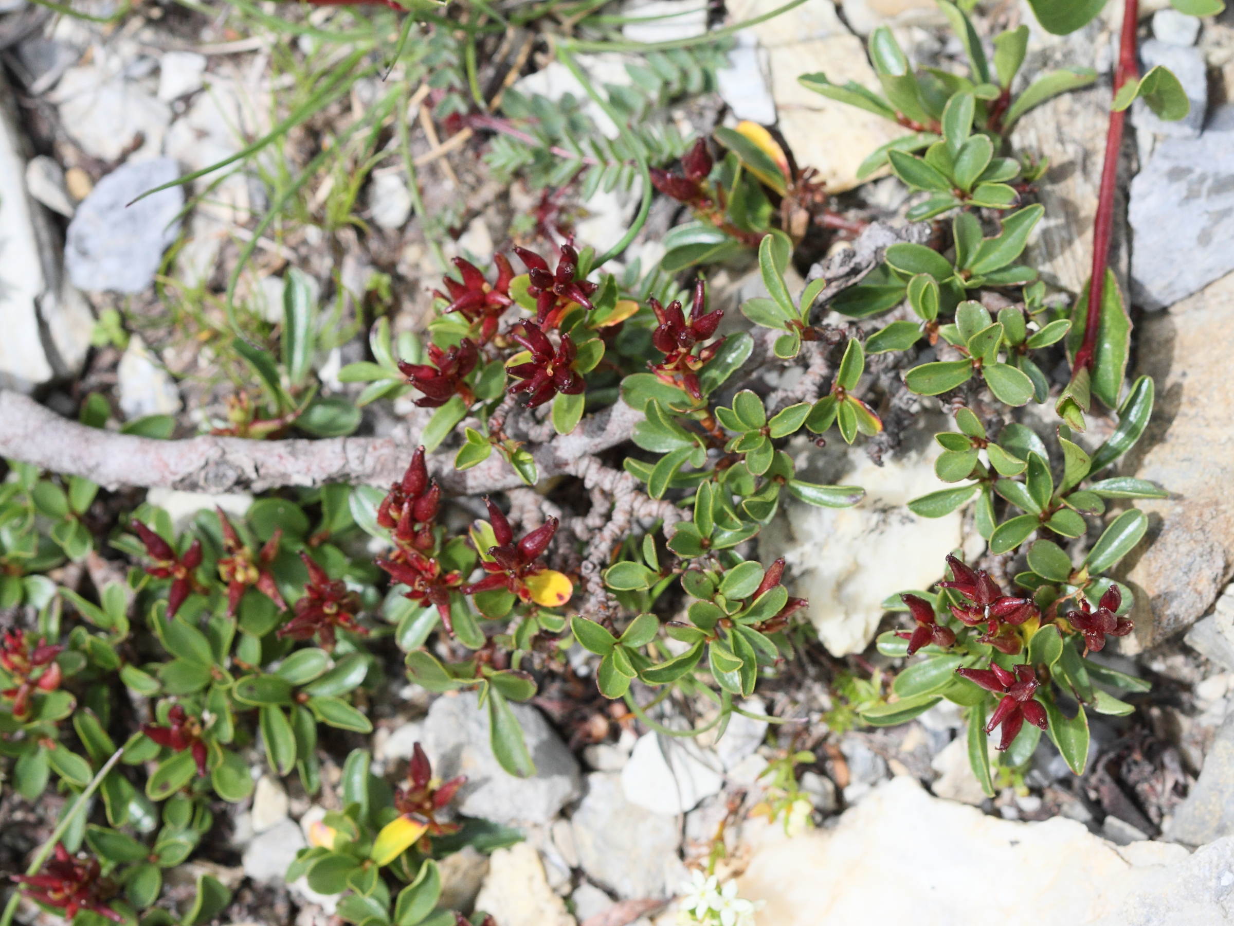 Afficher le média salix_retusa2bd salix_retusa2bd