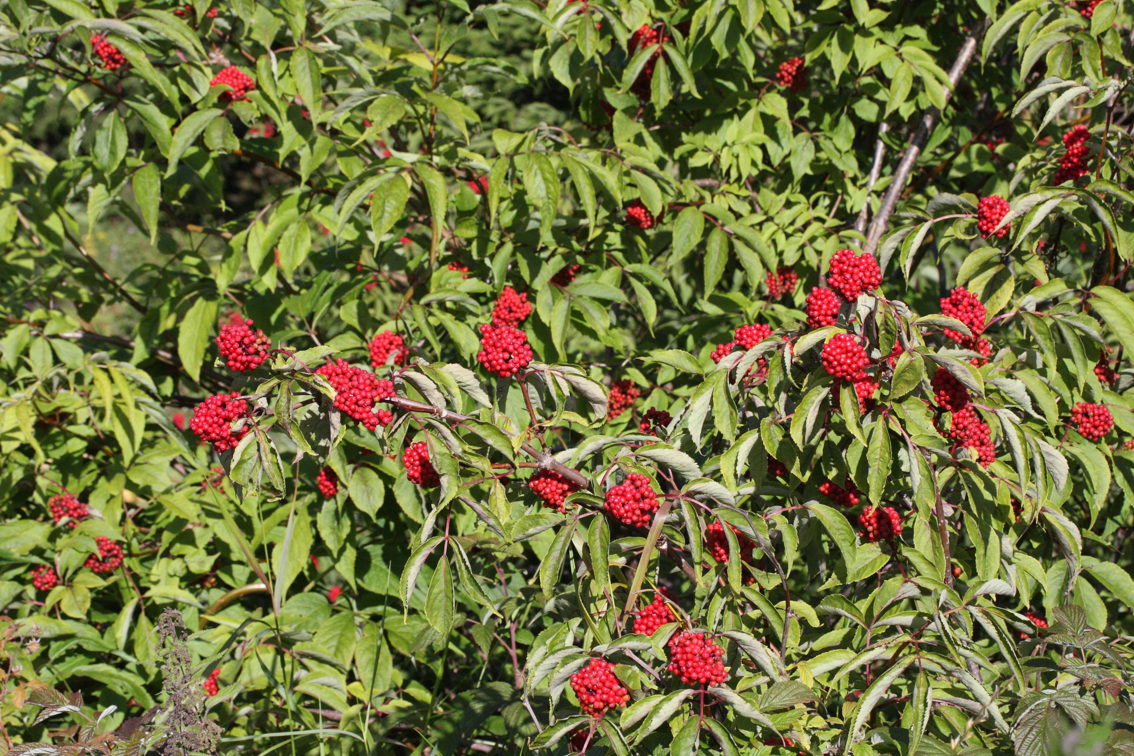 Afficher le média sambucus_racemosa5md sambucus_racemosa5md