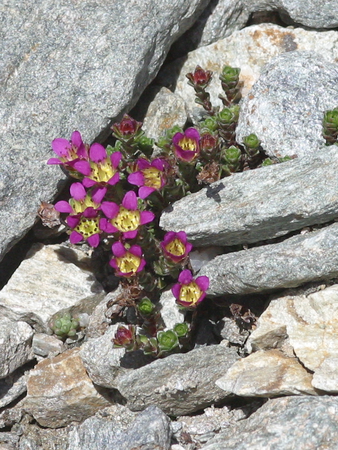 saxifraga_biflora1bd