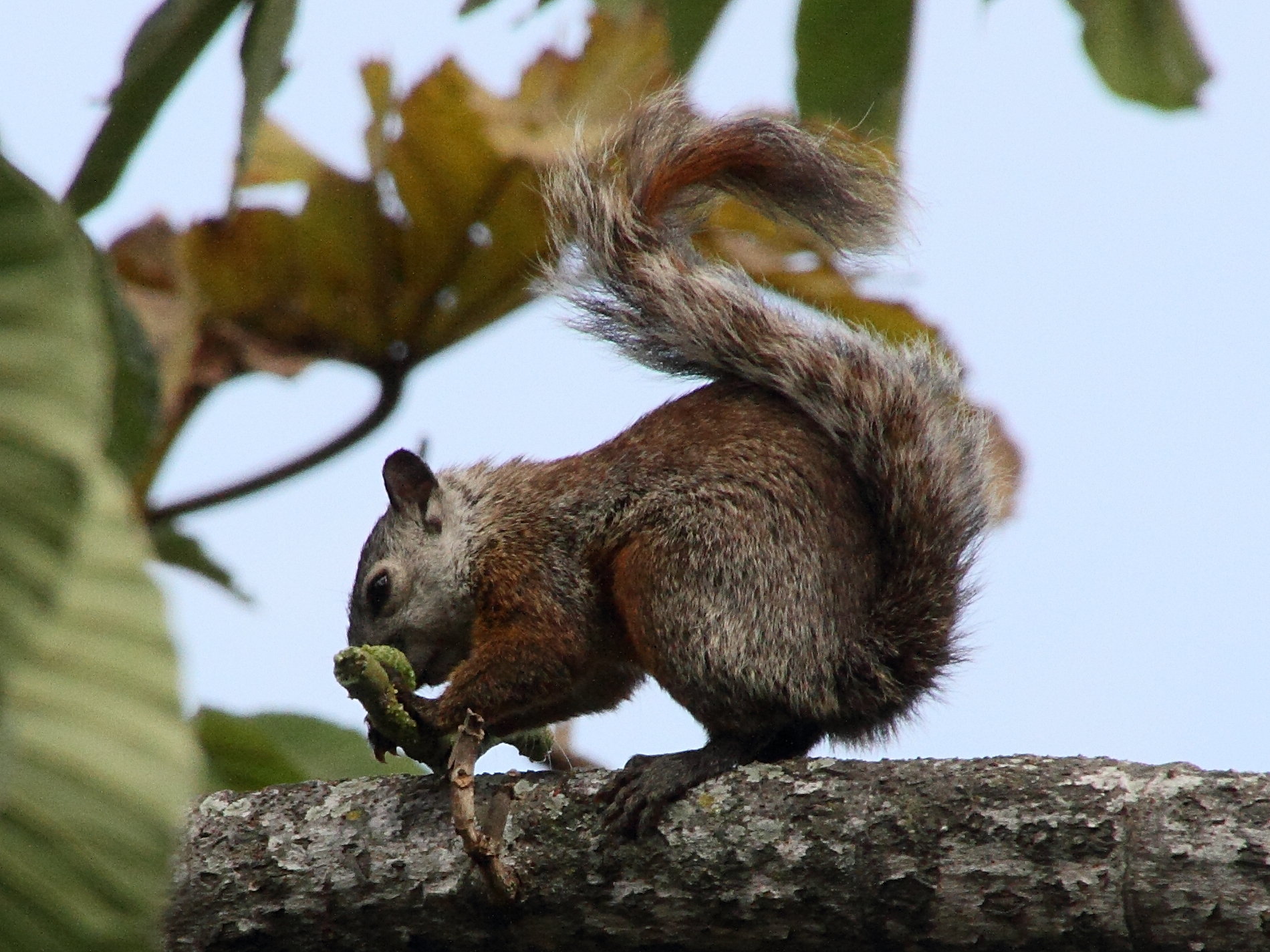 sciurus_variegatoides4md