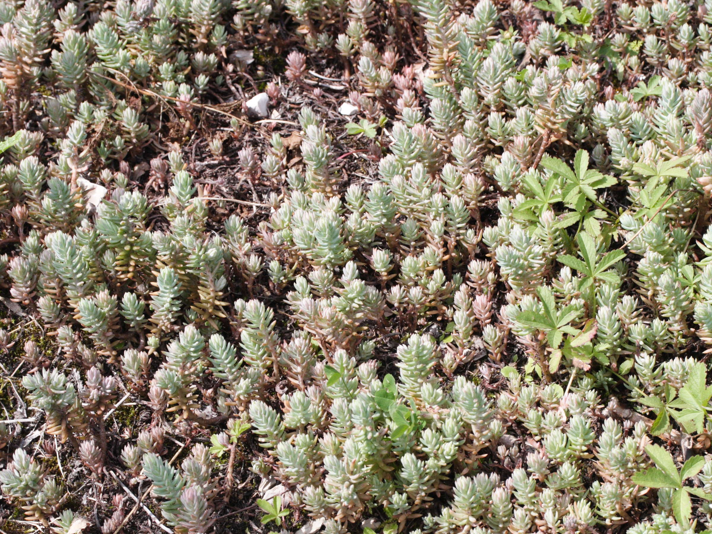 Sedum_ochroleucum