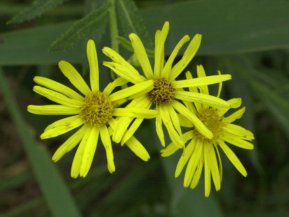senecio_paludosus5md