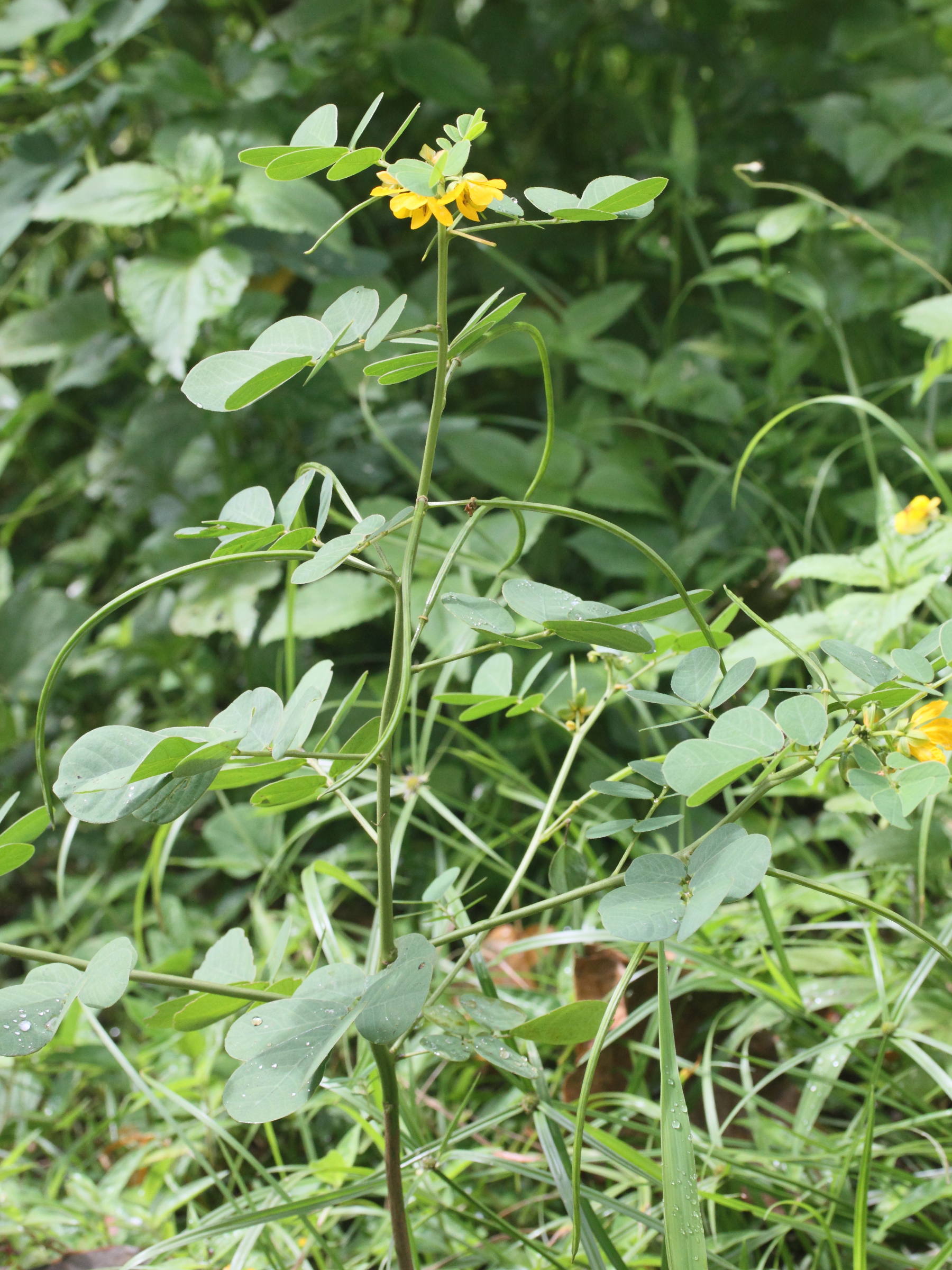 senna_obtusifolia1md