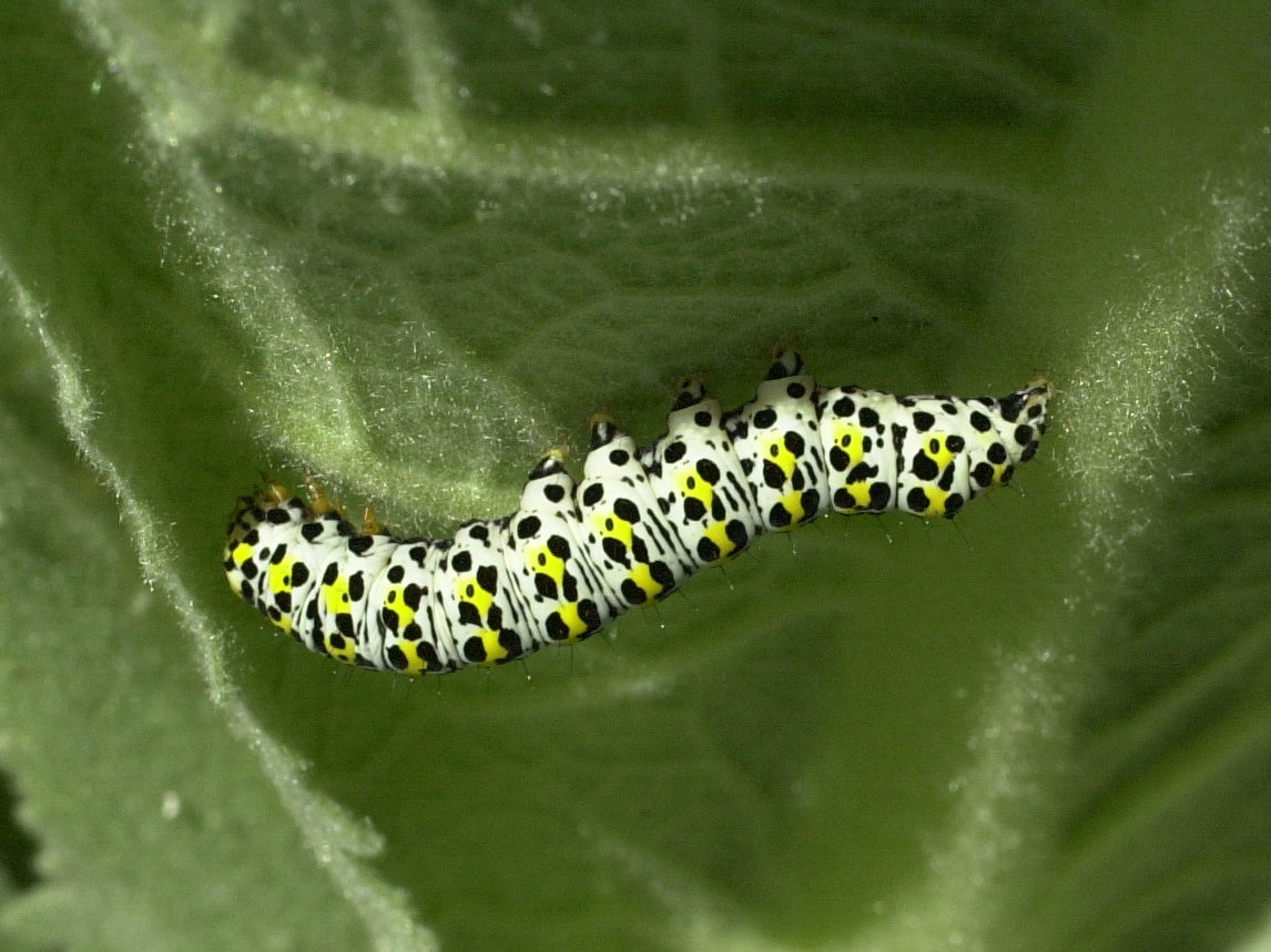 shargacucullia_verbasci_ch2md