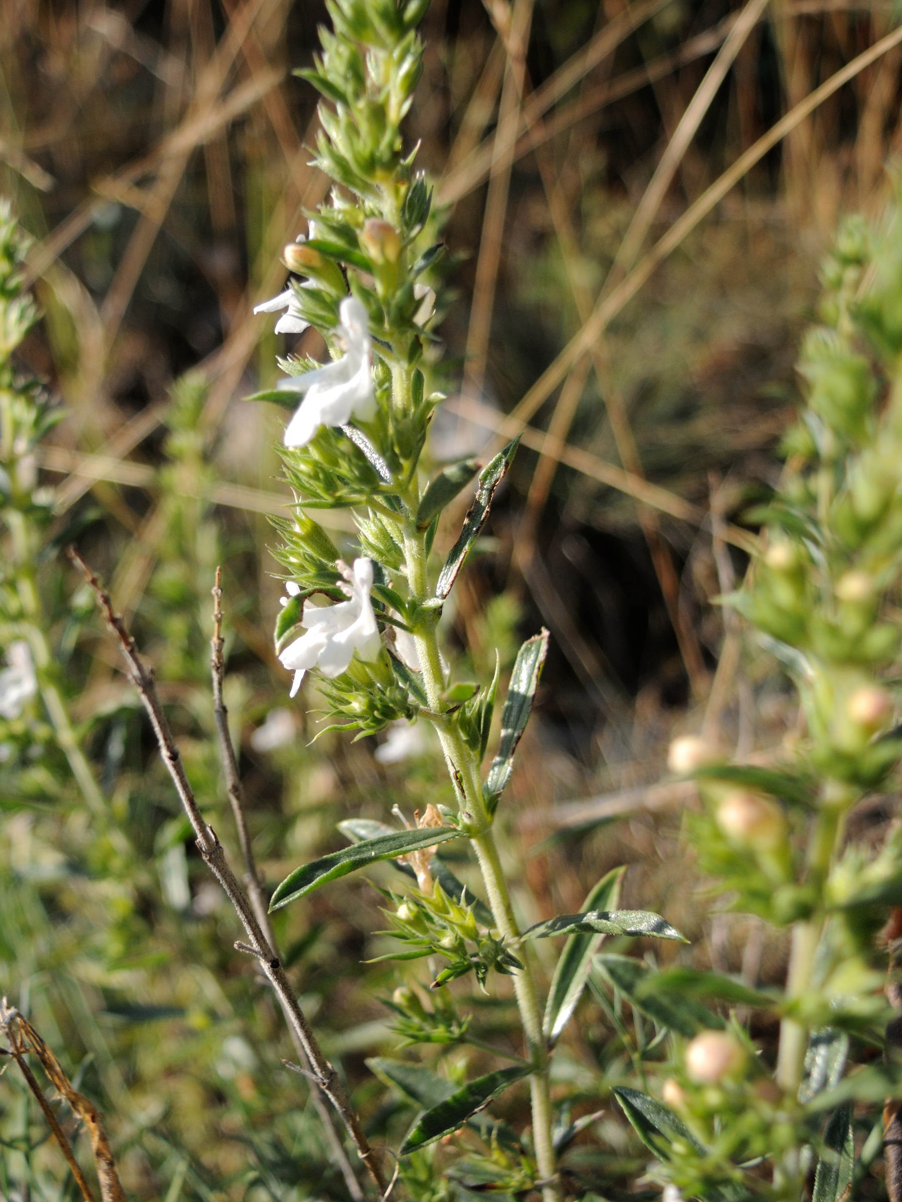 sideritis_hyssopifolia2md