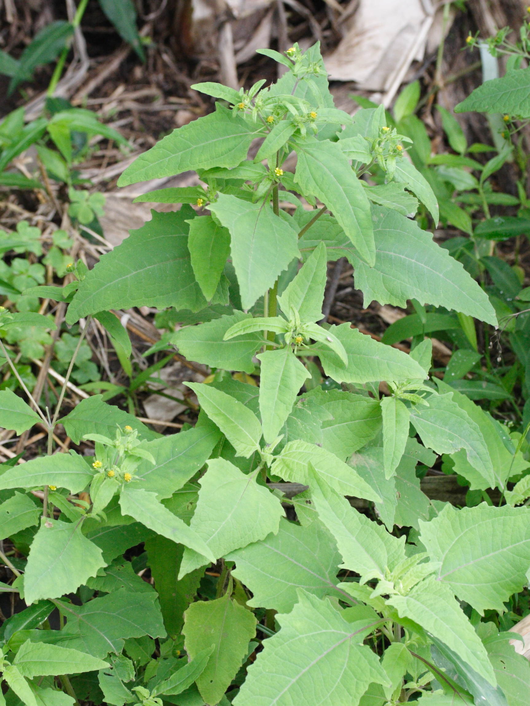 Sigesbeckia_orientalis