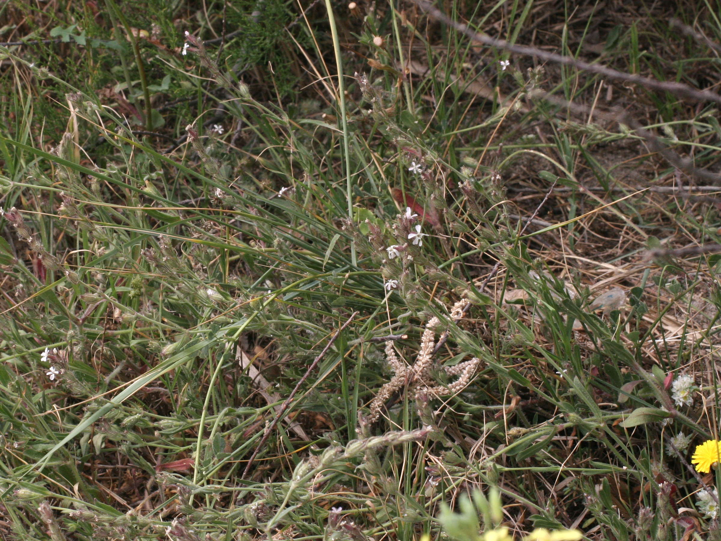 Afficher le média silene_gallica1amd silene_gallica1amd