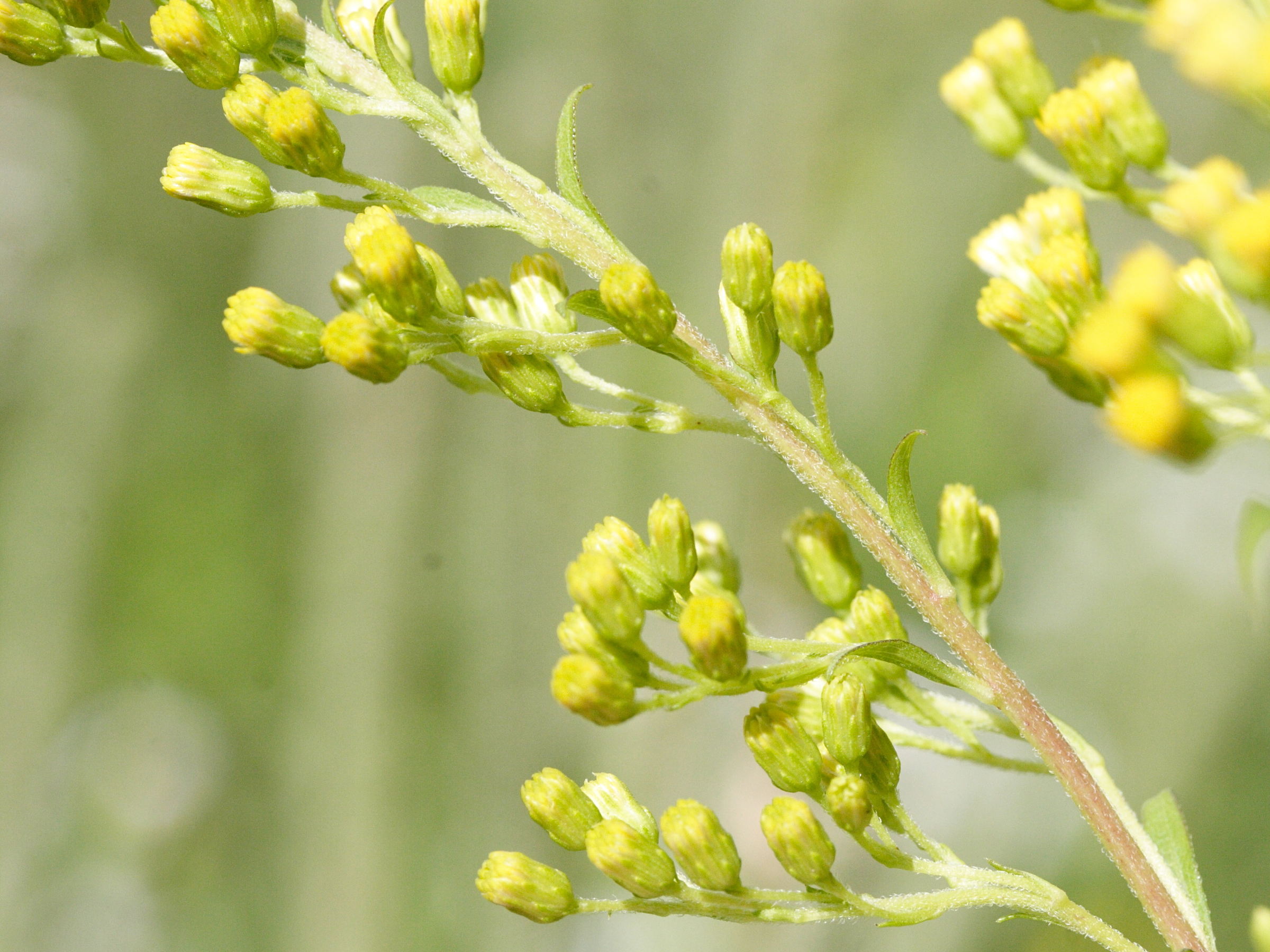 solidago_canadensis3md