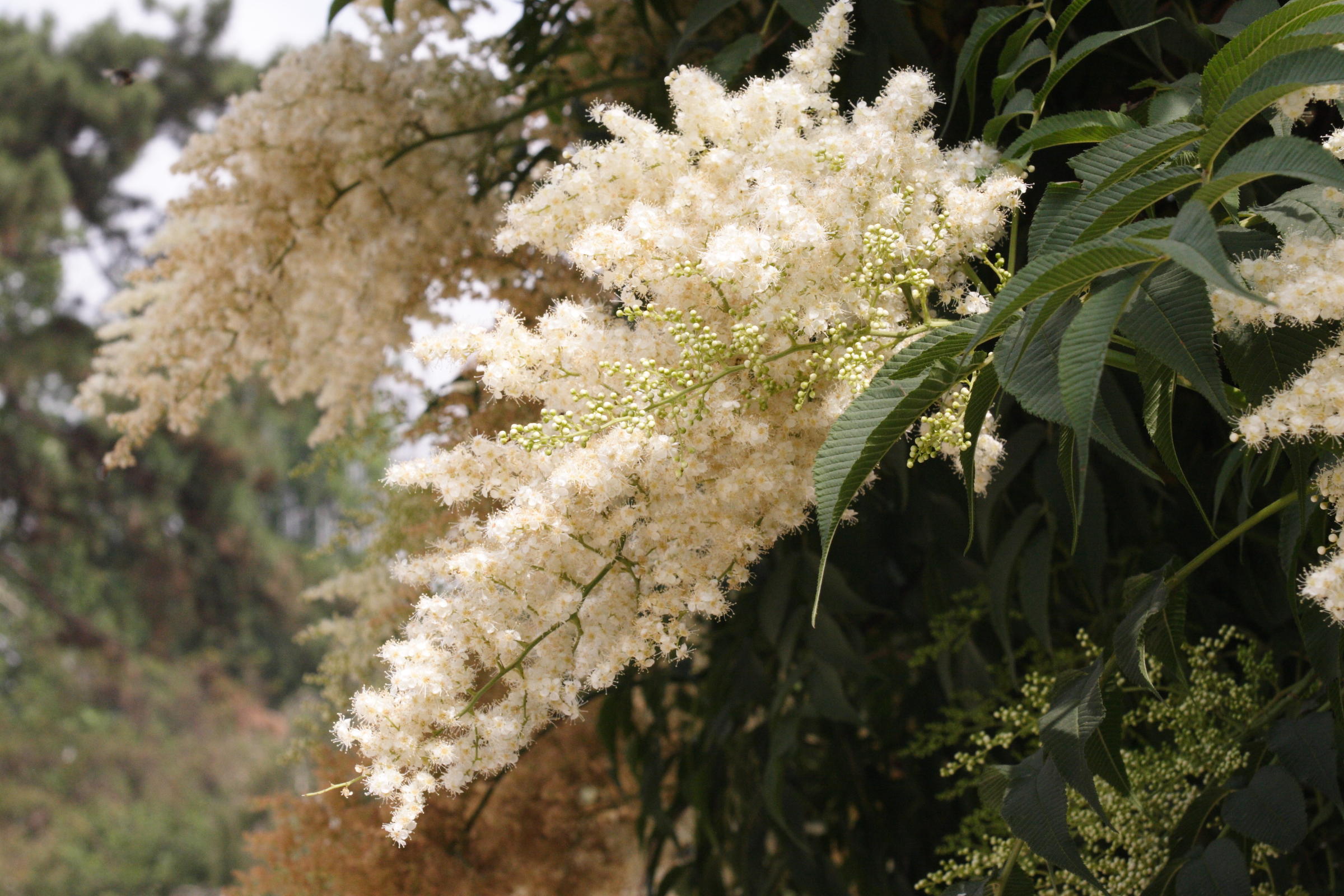 sorbaria_kirilowi2md