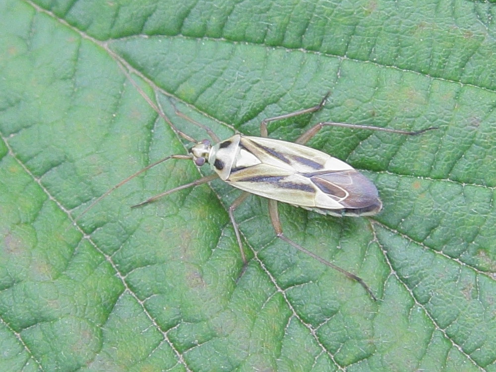 stenotus_binotatus1bd