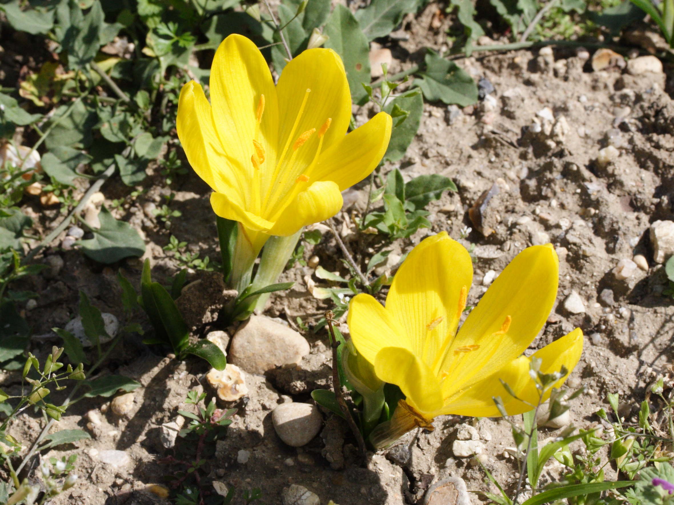 sternbergia_lutea2md