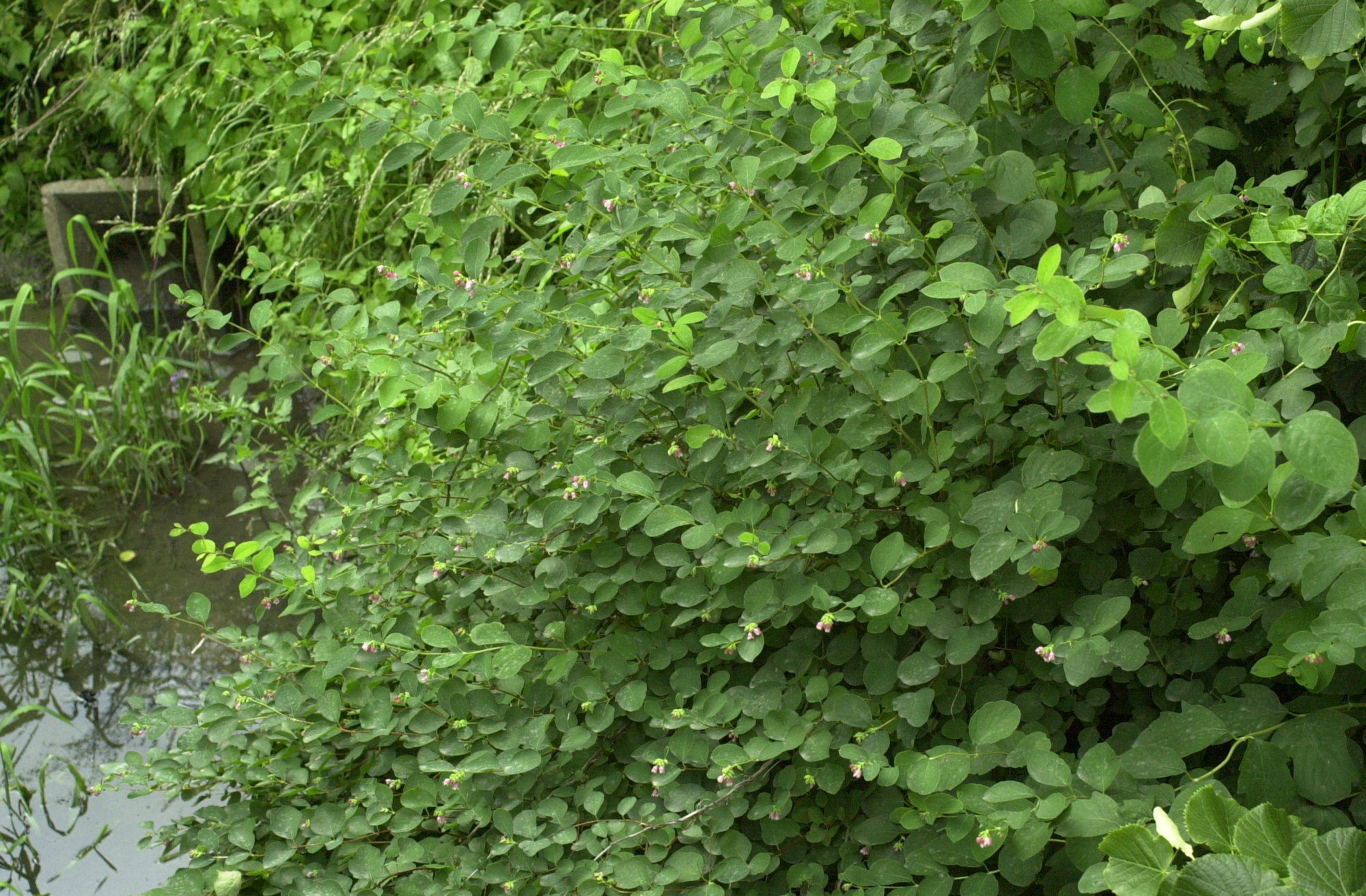 symphoricarpos_albus1md