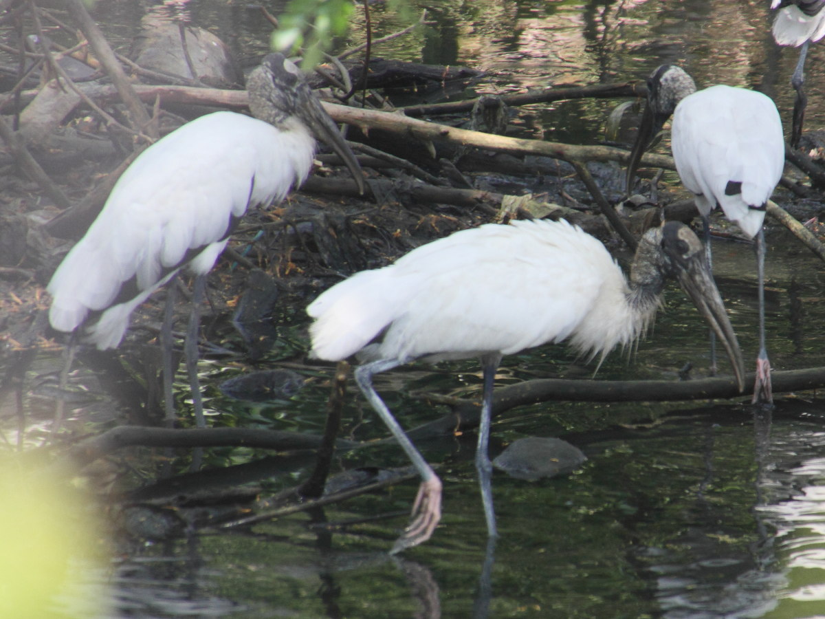 tantale_d-amerique_-_mycteria_americana3md