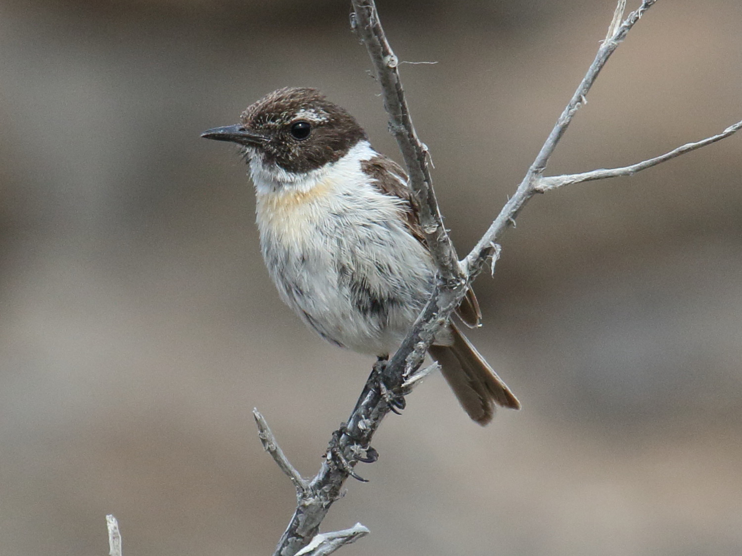 tarier_des_canaries_-_saxicola_dacotiae2bd