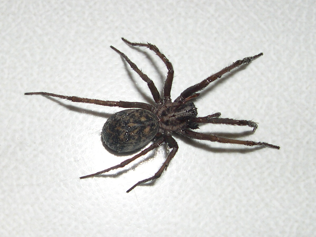 Tegenaria_duellica