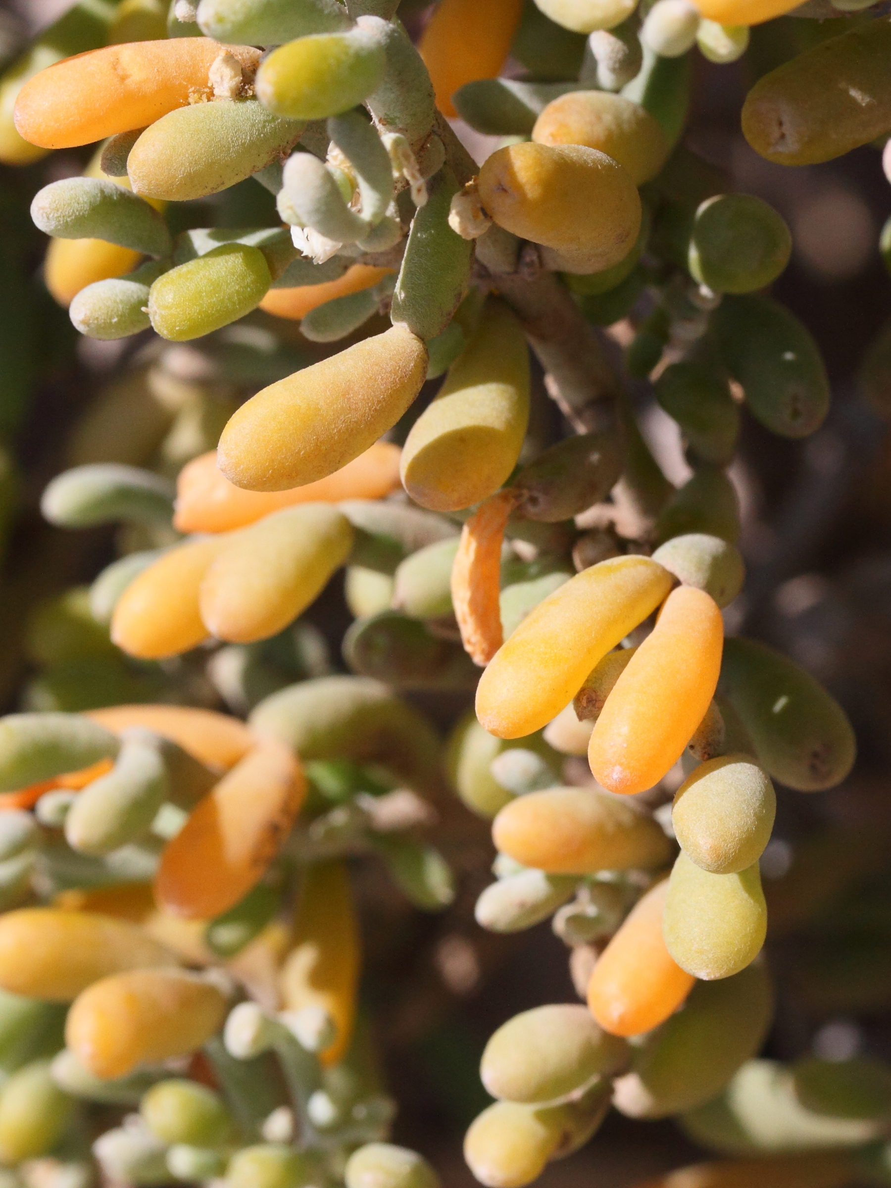 tetraena_fontanesii3md