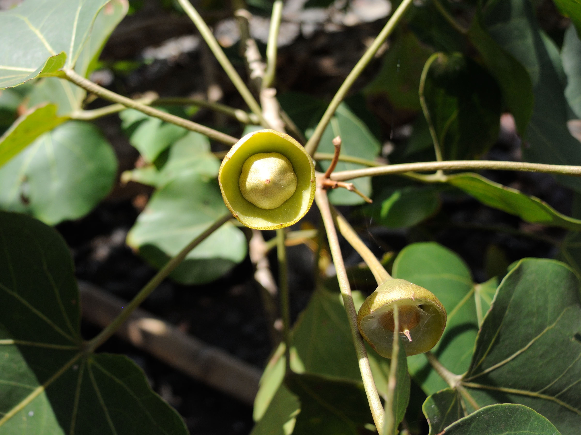 thespesia_populnea10md