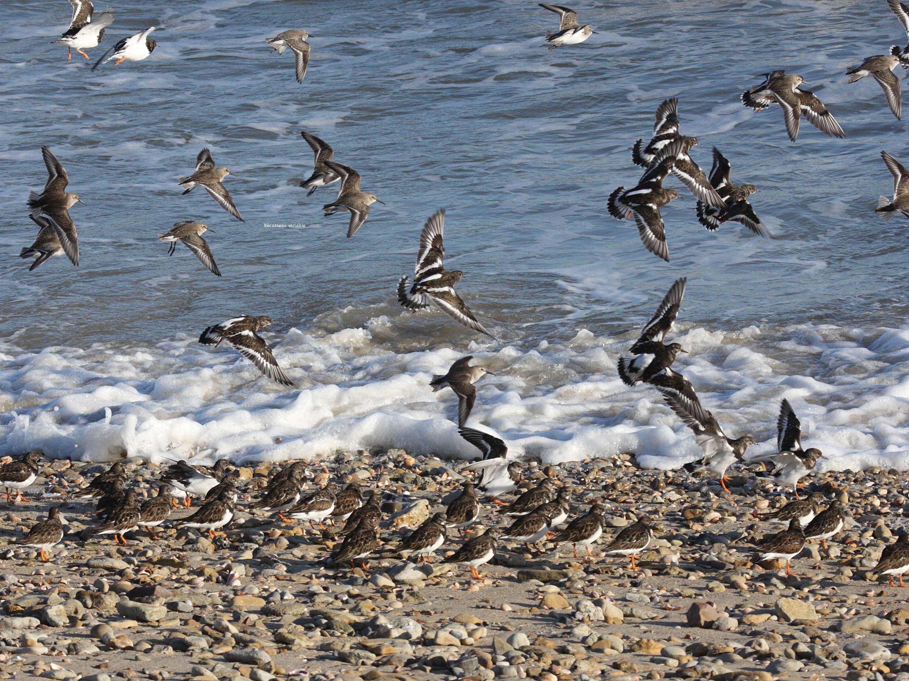 tournepierre_a_collier_-_arenaria_interpres3md