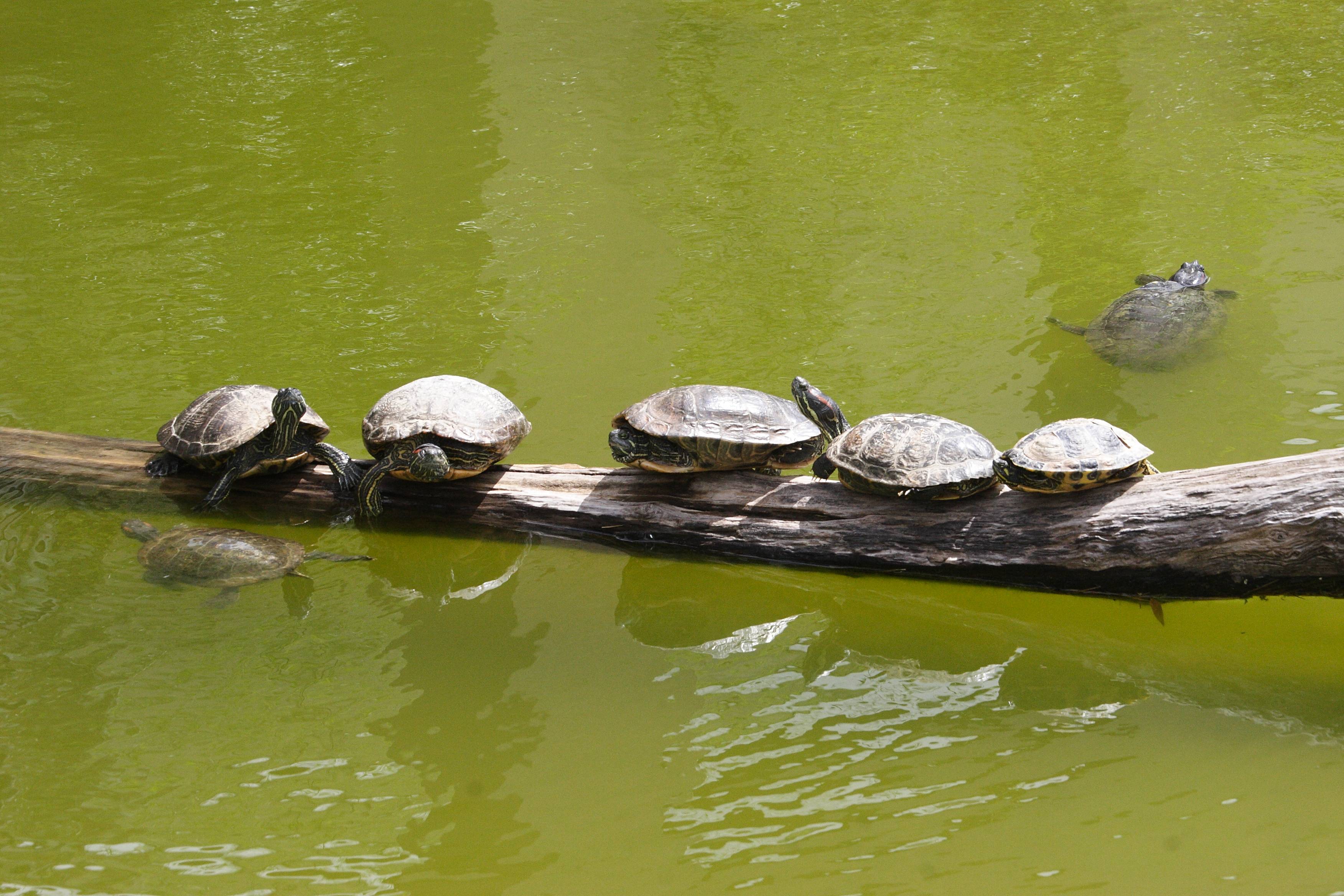 trachemys_scripta_elegans1md