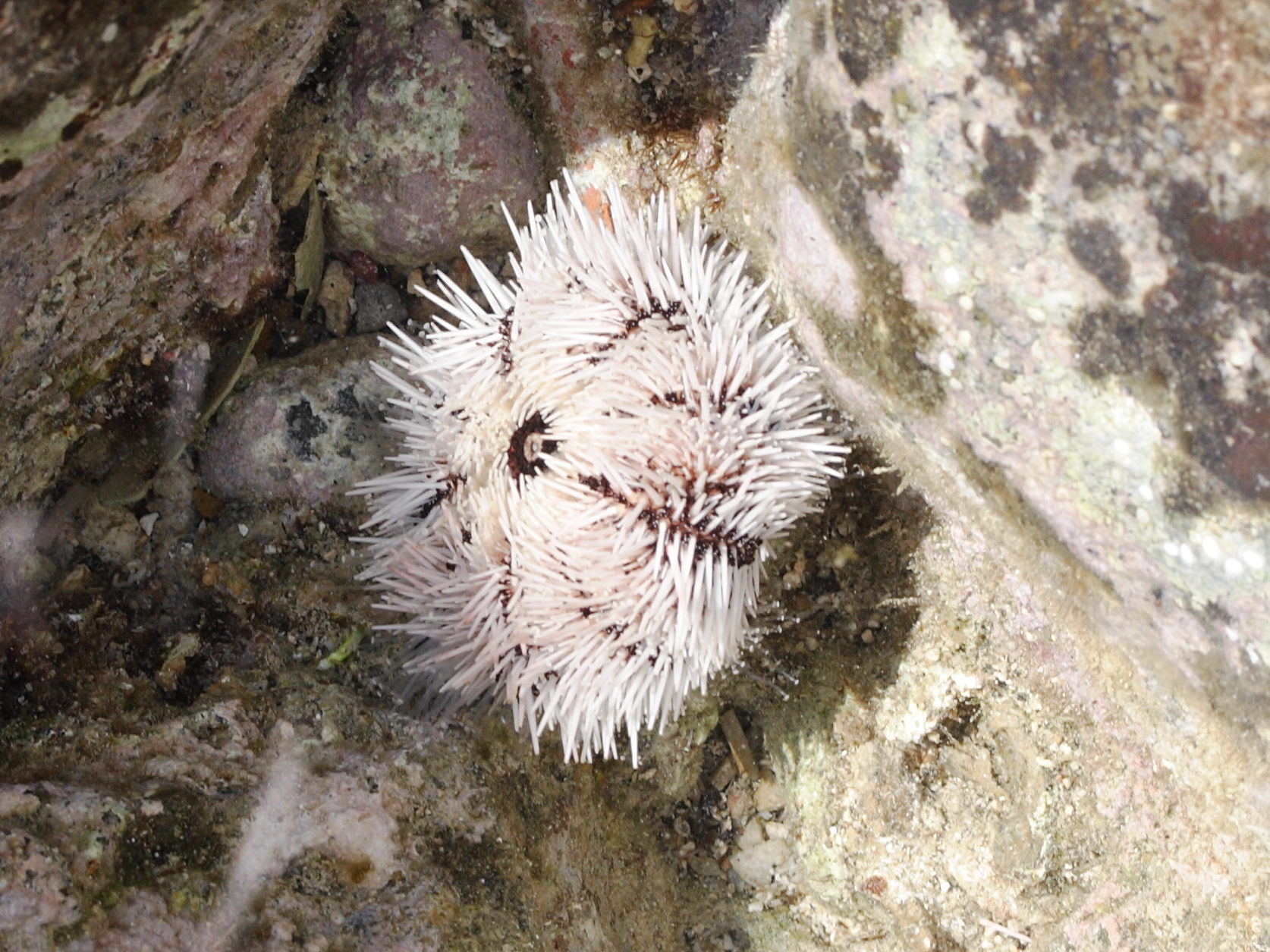 tripneustes_ventricosus1md