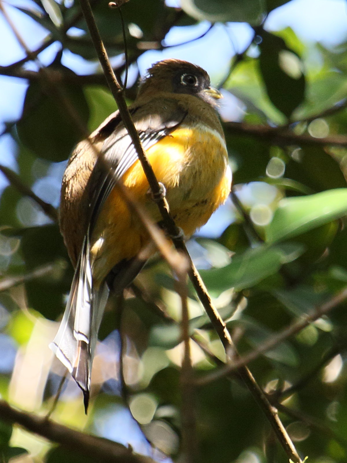 trogon_a_ventre_orange_-_trogon_aurantiiventris2bd