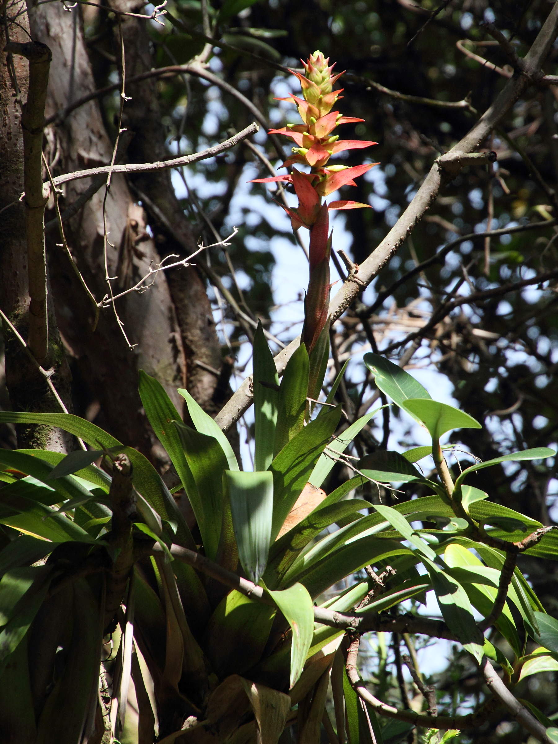 vriesea_ororiensis2md