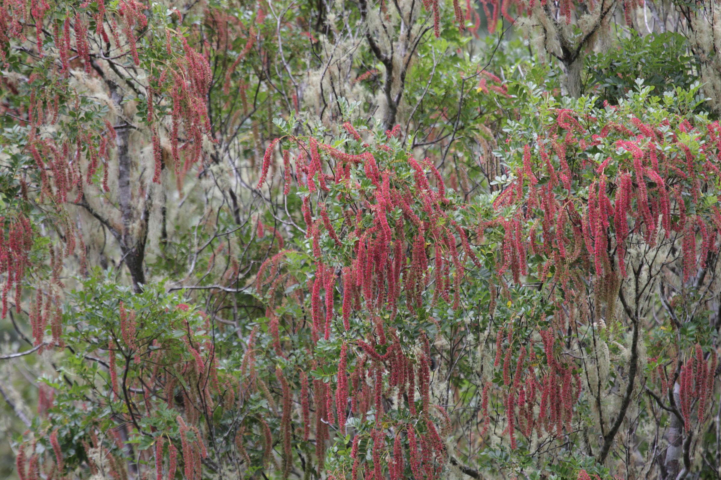 weinmannia_tinctoria3bd