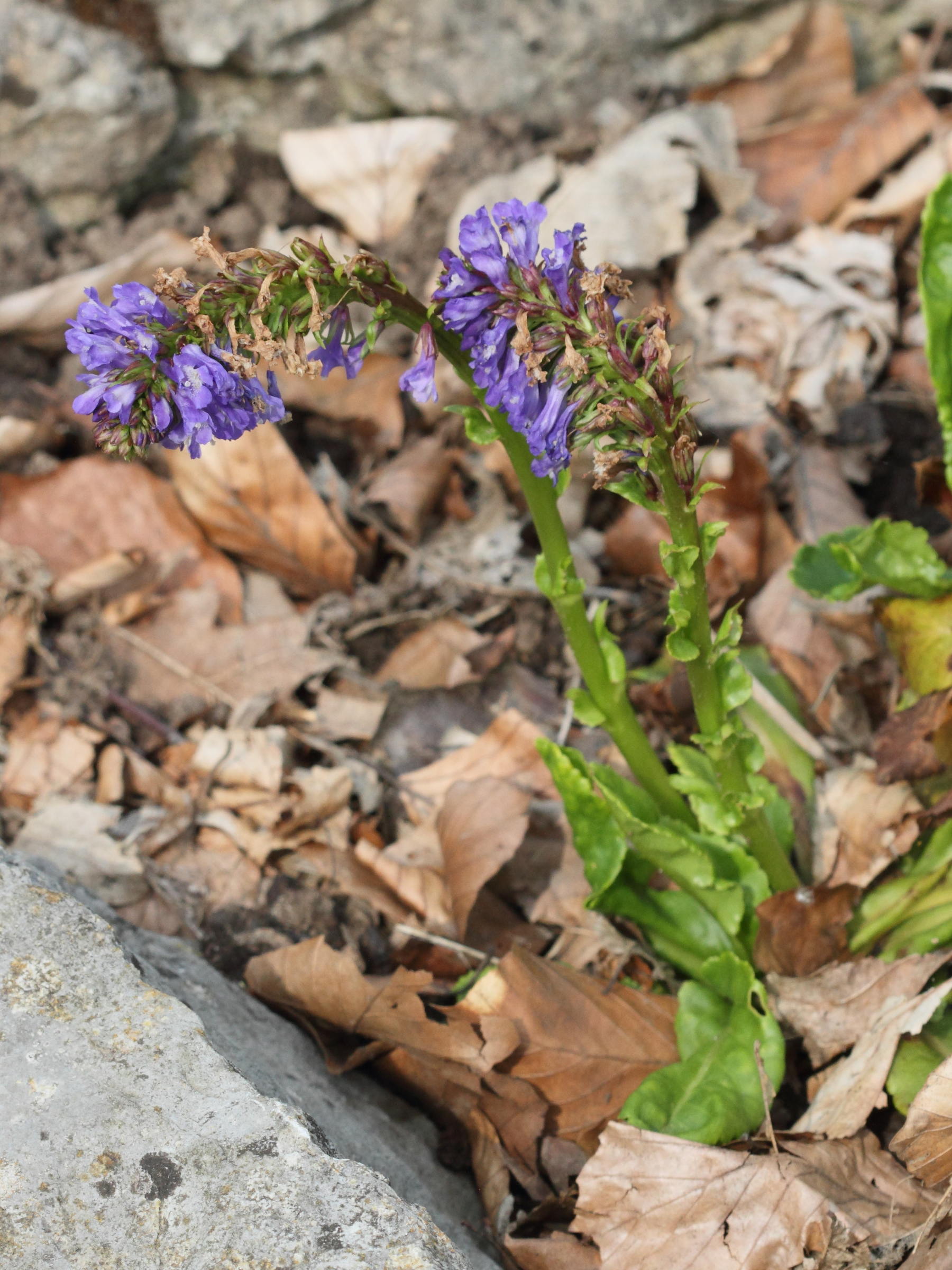 wulfenia_carinthiaca1bd