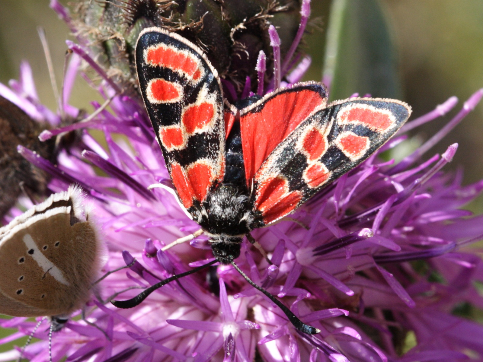 zygaena_carniolica4sd