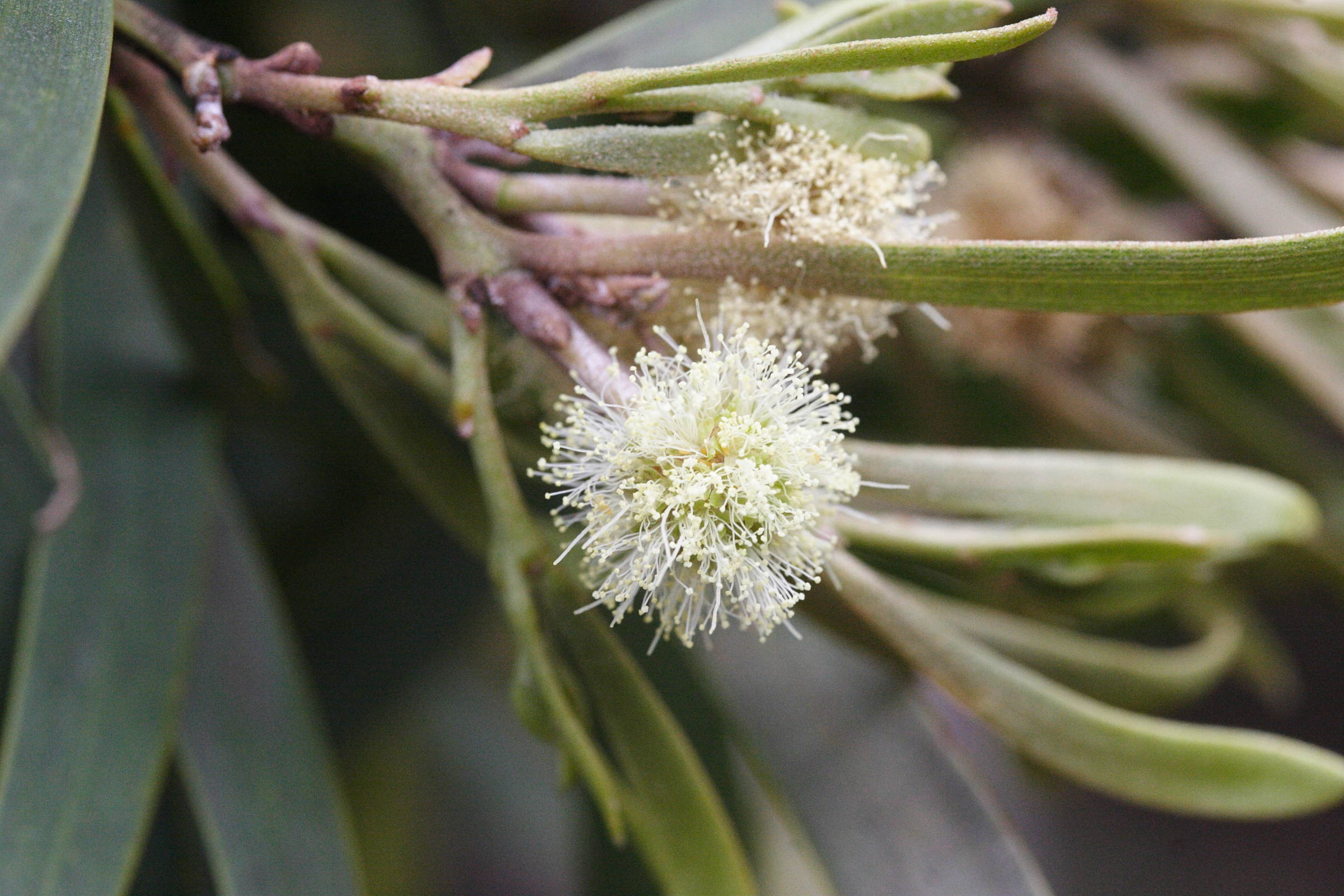 acacia_heterophylla3md