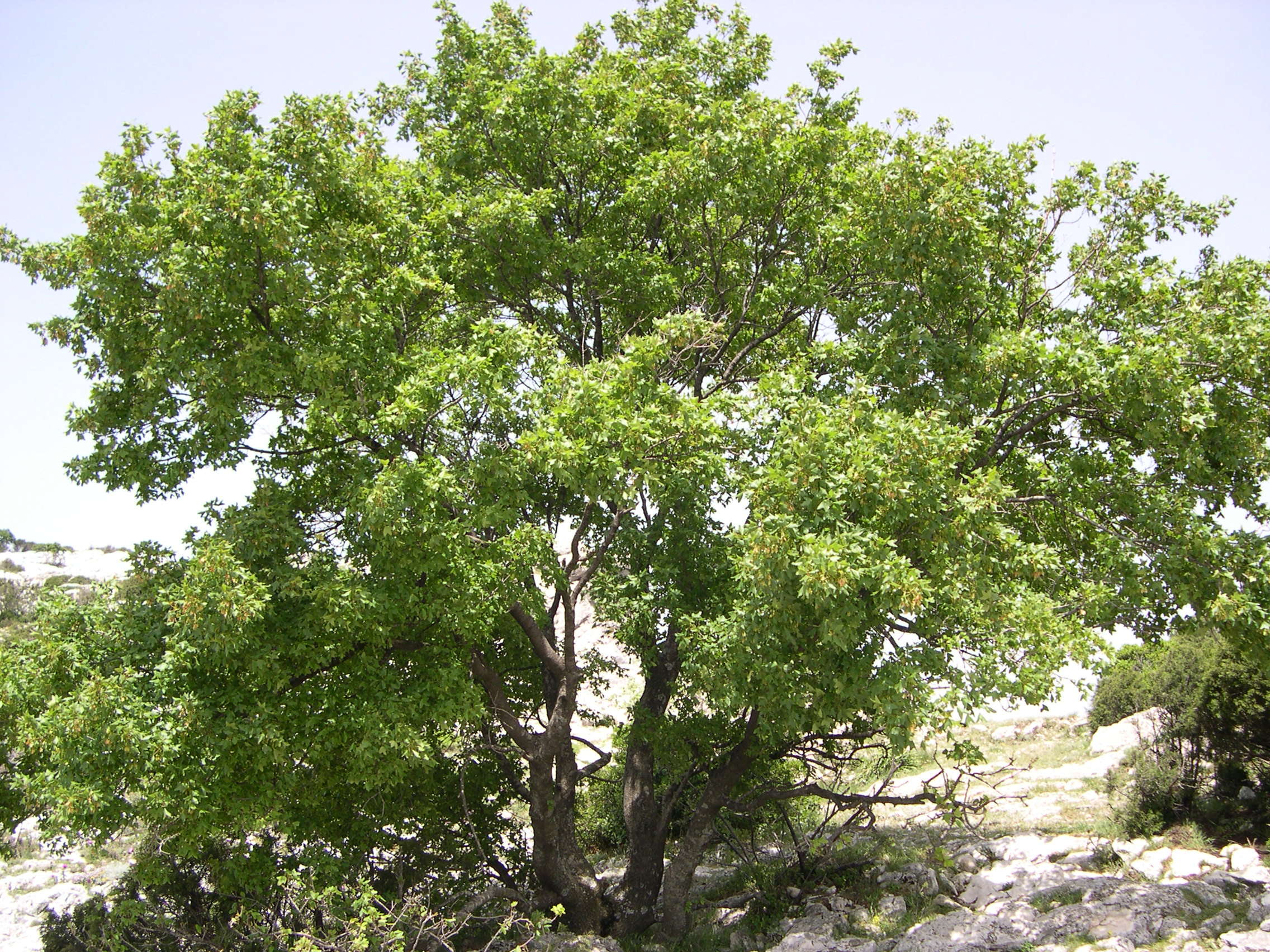 acer_monspessulanum2bmd