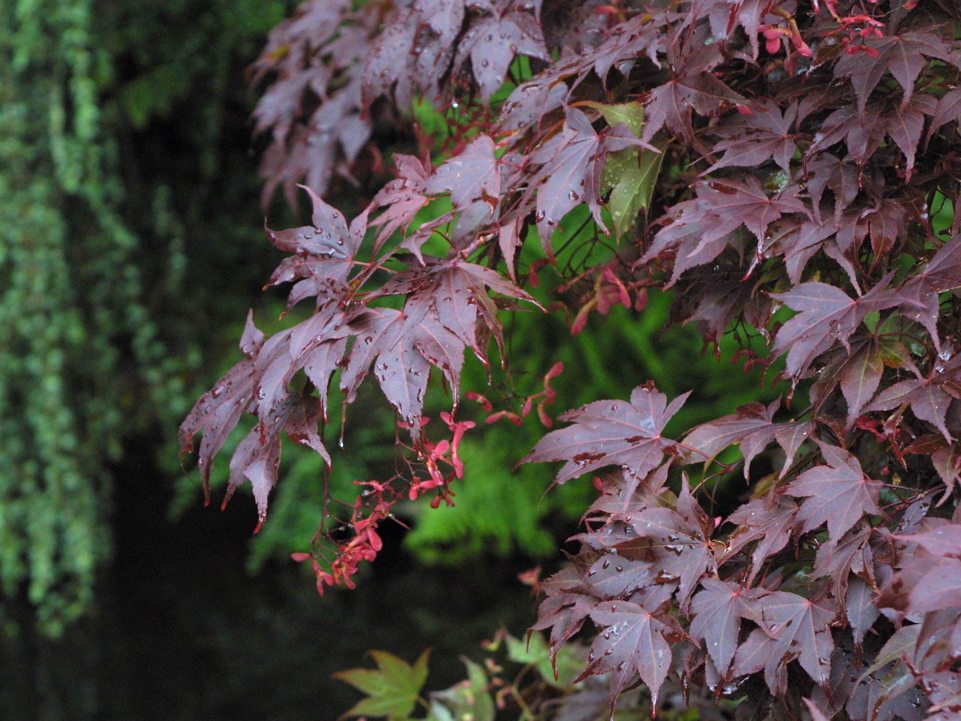 Afficher le média acer_palmatum_atropurpureum2md acer_palmatum_atropurpureum2md