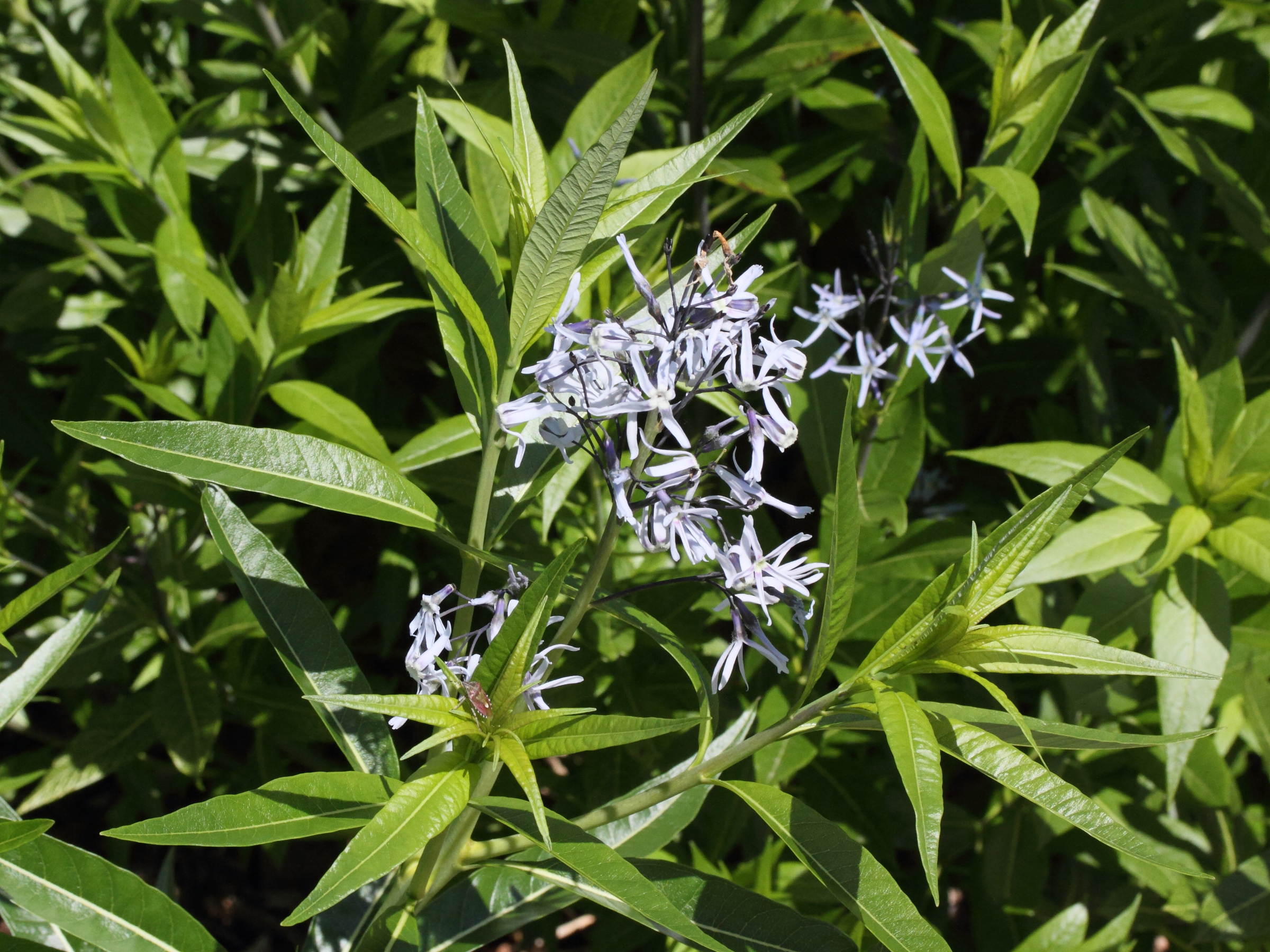 amsonia_ciliata1md
