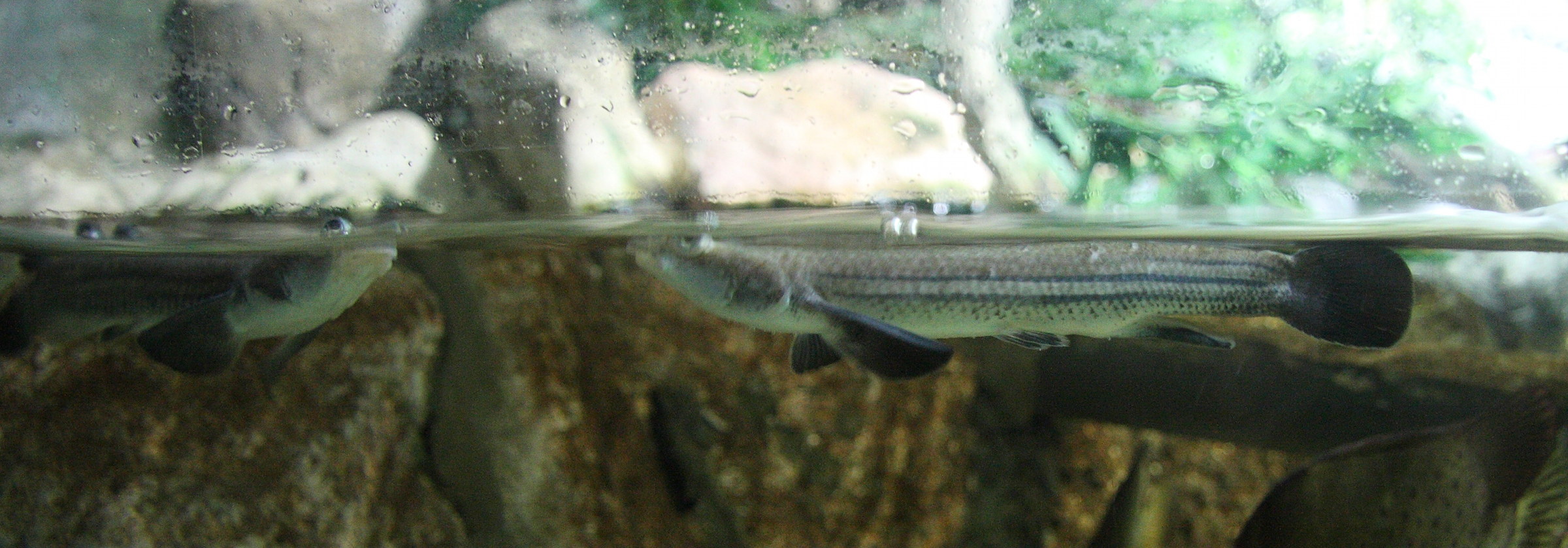 anableps_anableps2sd