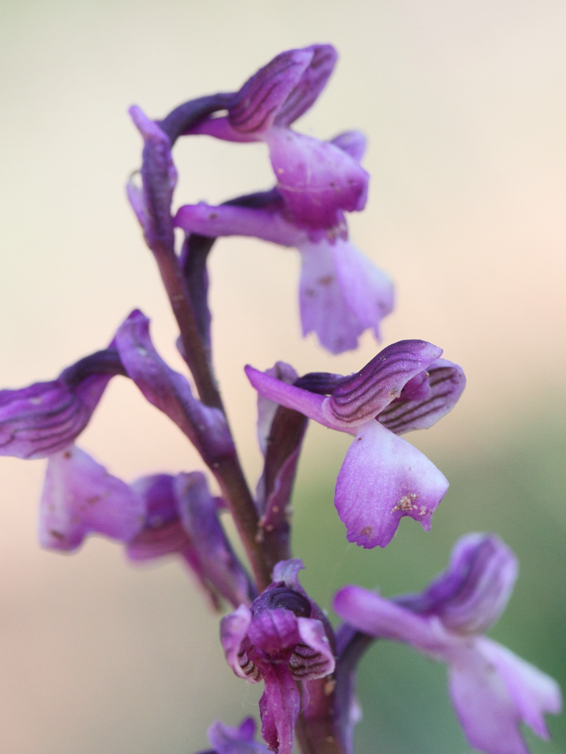 anacamptis_champagneuxi2md