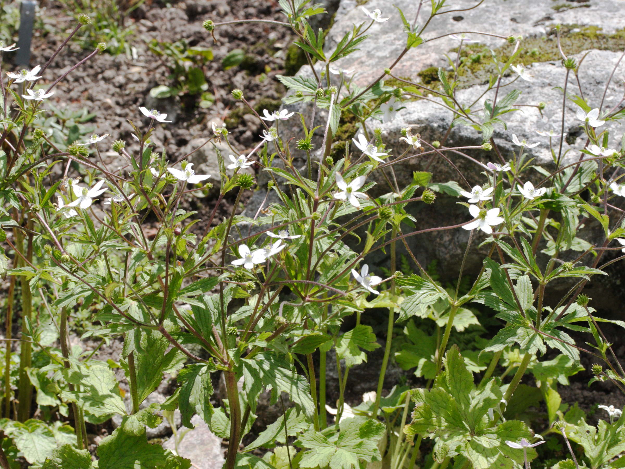 anemone_rivularis2md