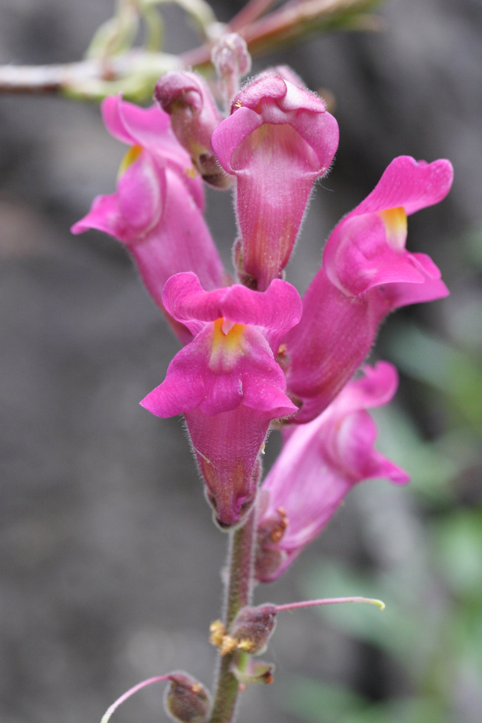 Antirrhinum_majus