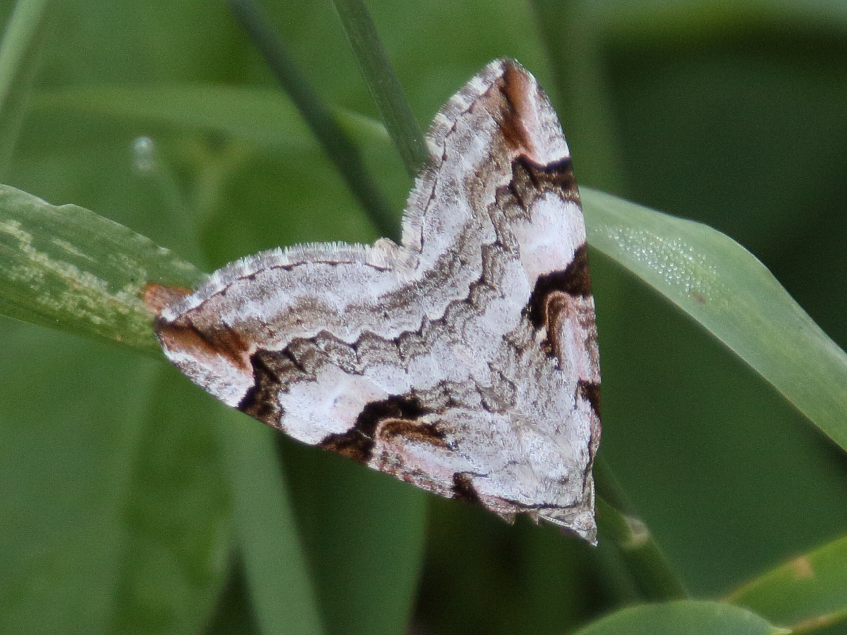 aplocera_praeformata1bd