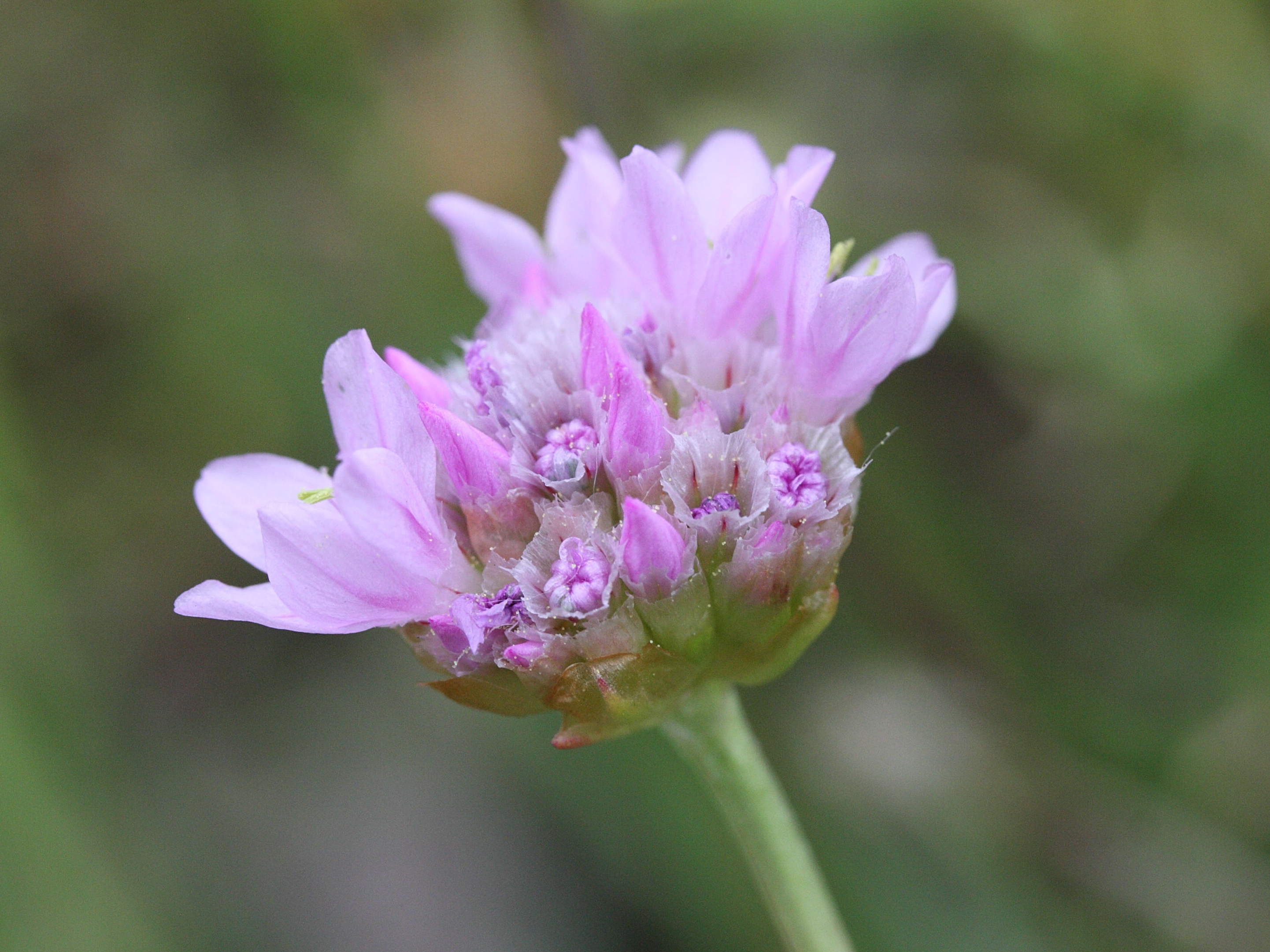 Afficher le média armeria_halleri4md armeria_halleri4md