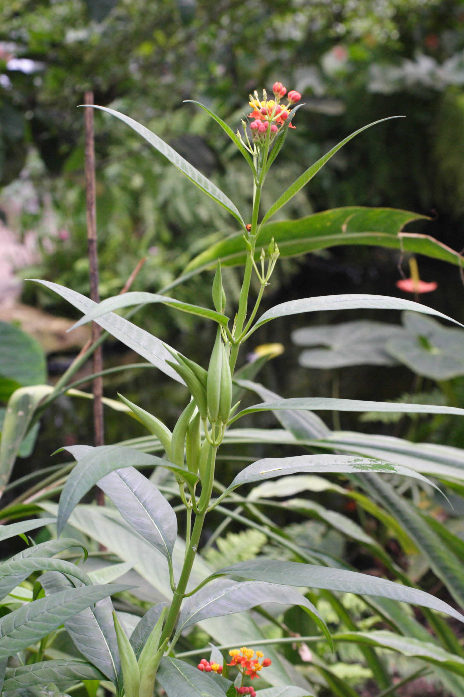 asclepias_curassavica1md