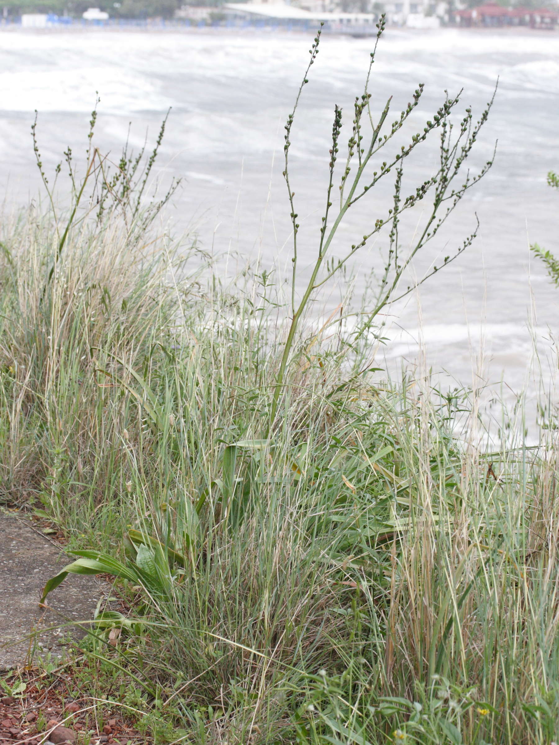 Afficher le média asphodelus_ramosus2md asphodelus_ramosus2md