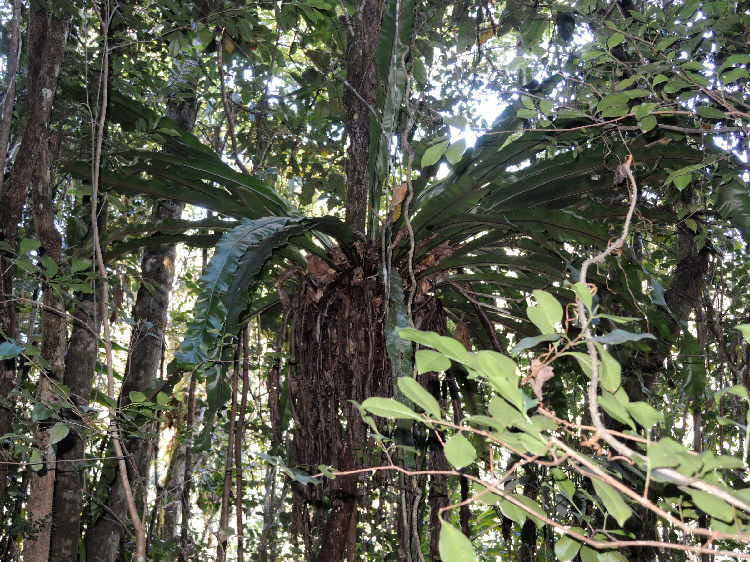 Afficher le média asplenium_nidus3md asplenium_nidus3md