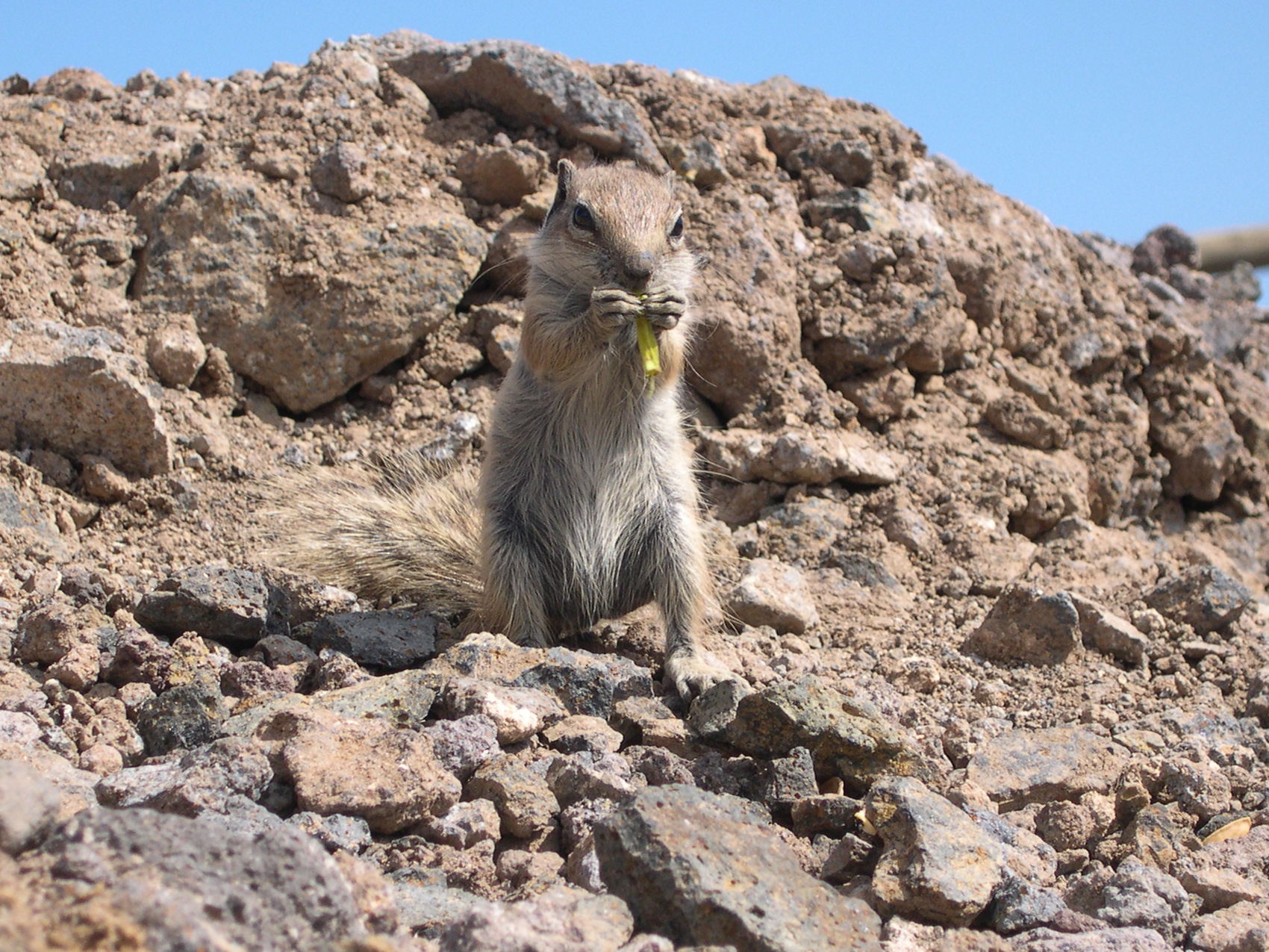 atlantoxerus_getulus2fca