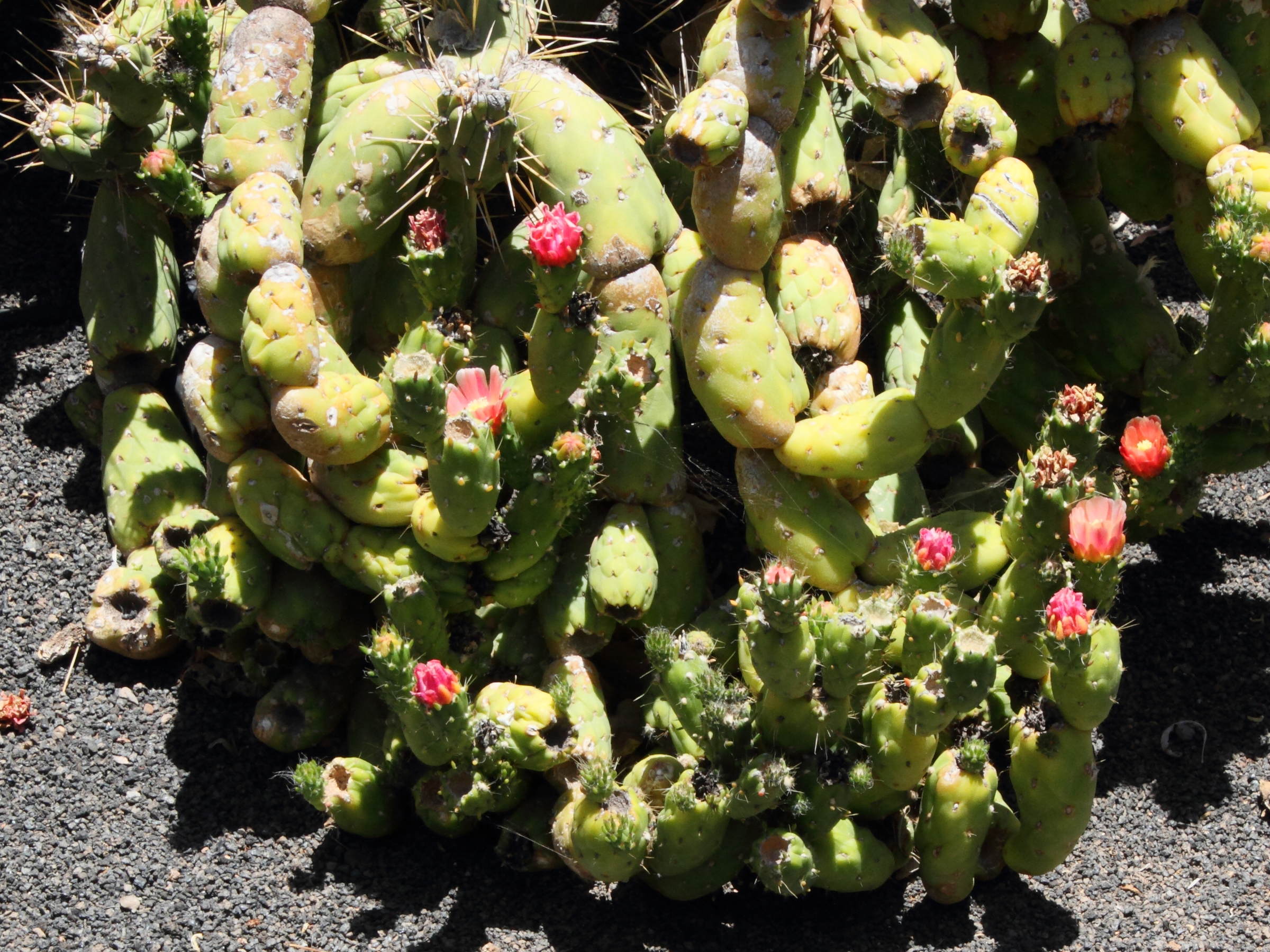 austrocylindropuntia_cylindrica3md