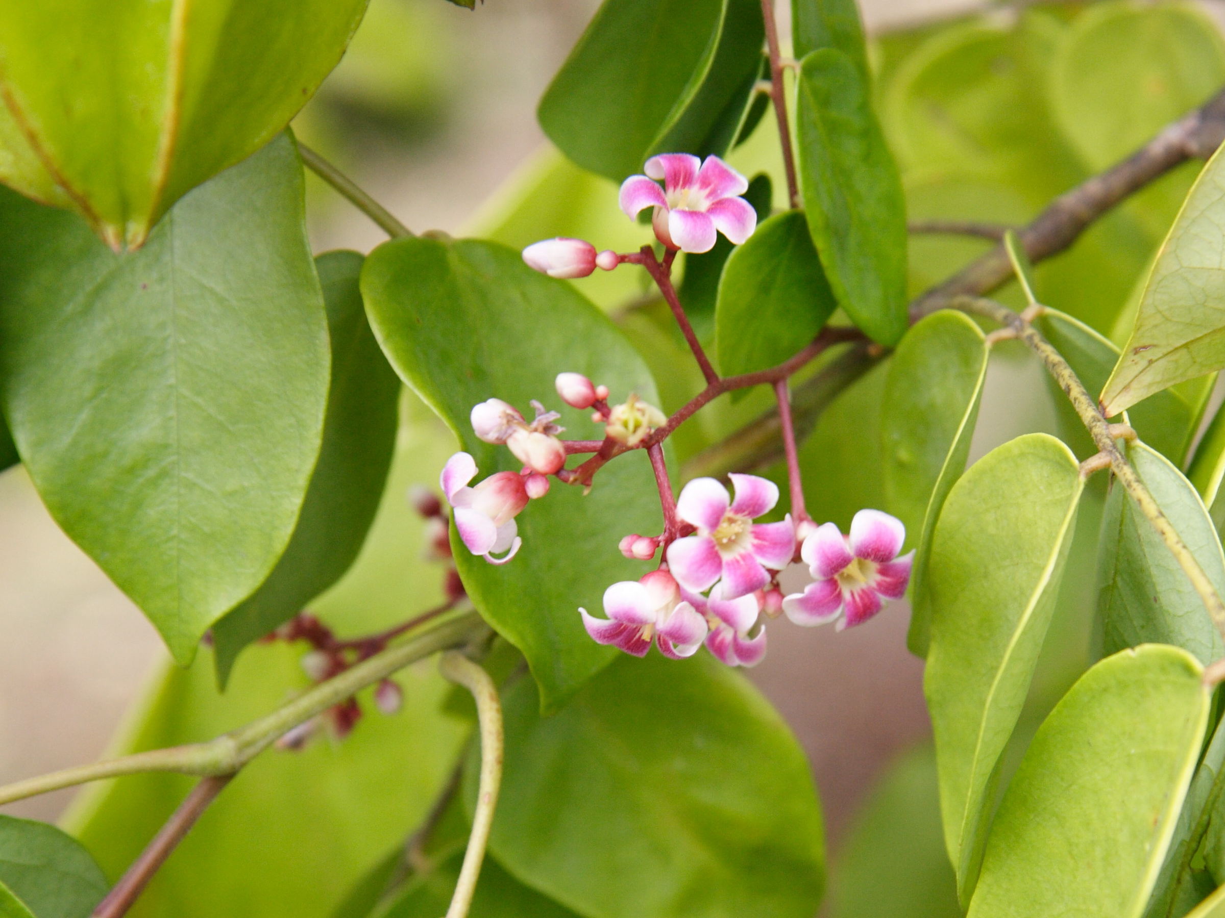 averrhoa_carambola2amd