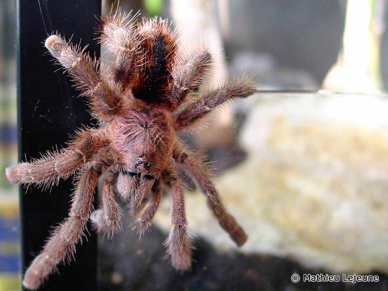 avicularia_minatrix1ml