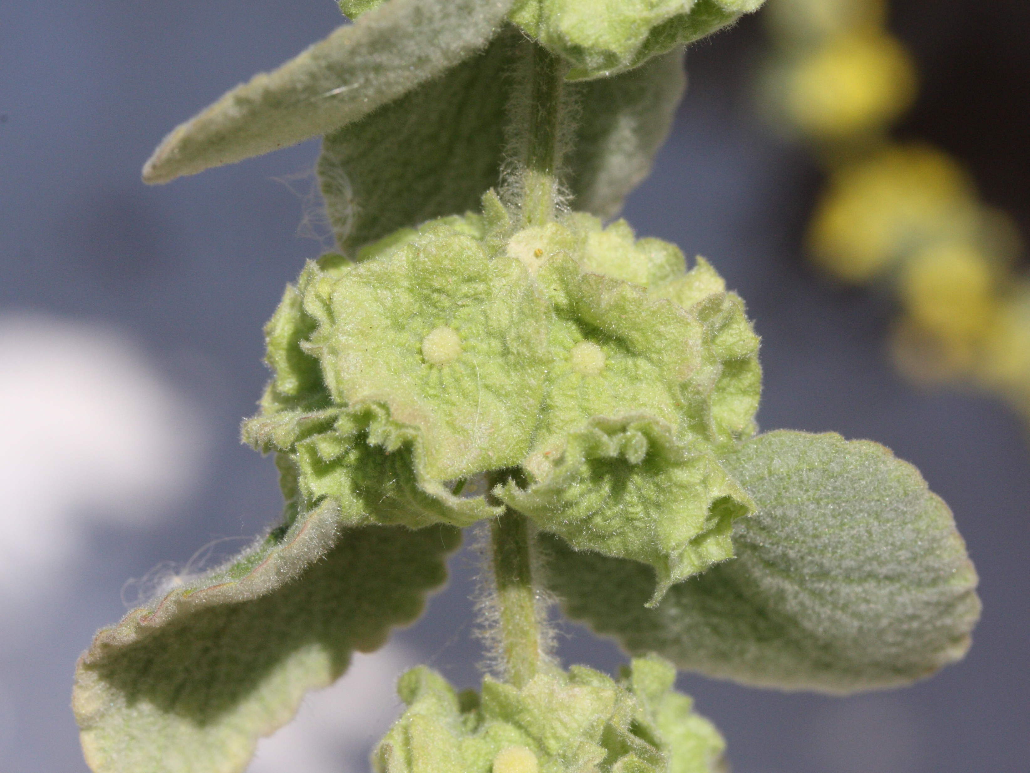 ballota_acetabulosa1md