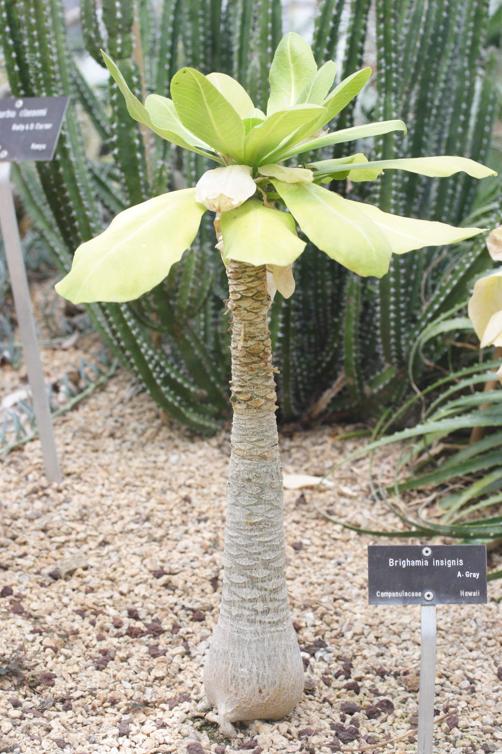 Afficher le média brighamia_insignis1md brighamia_insignis1md