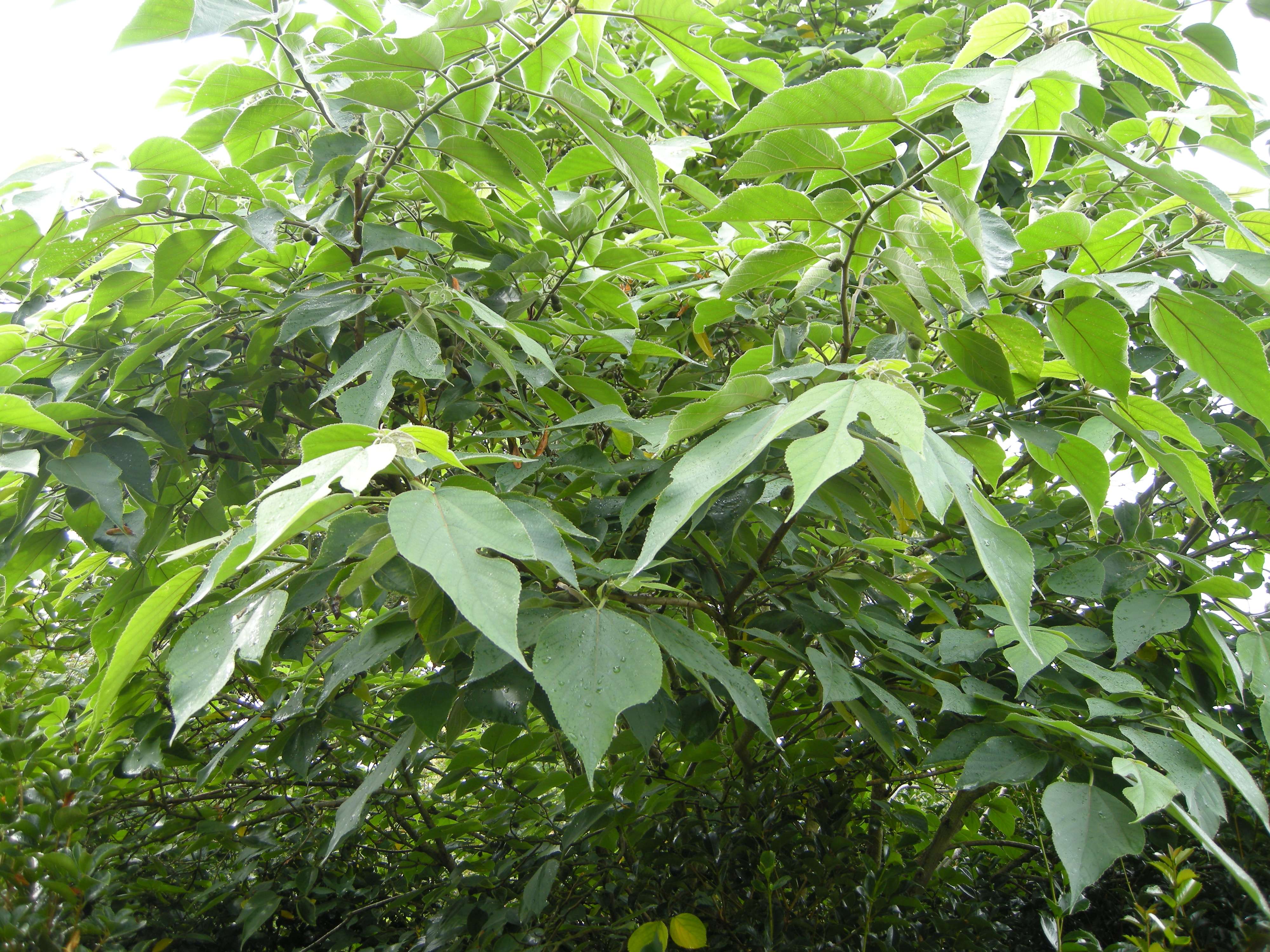 broussonetia_papyrifera4md