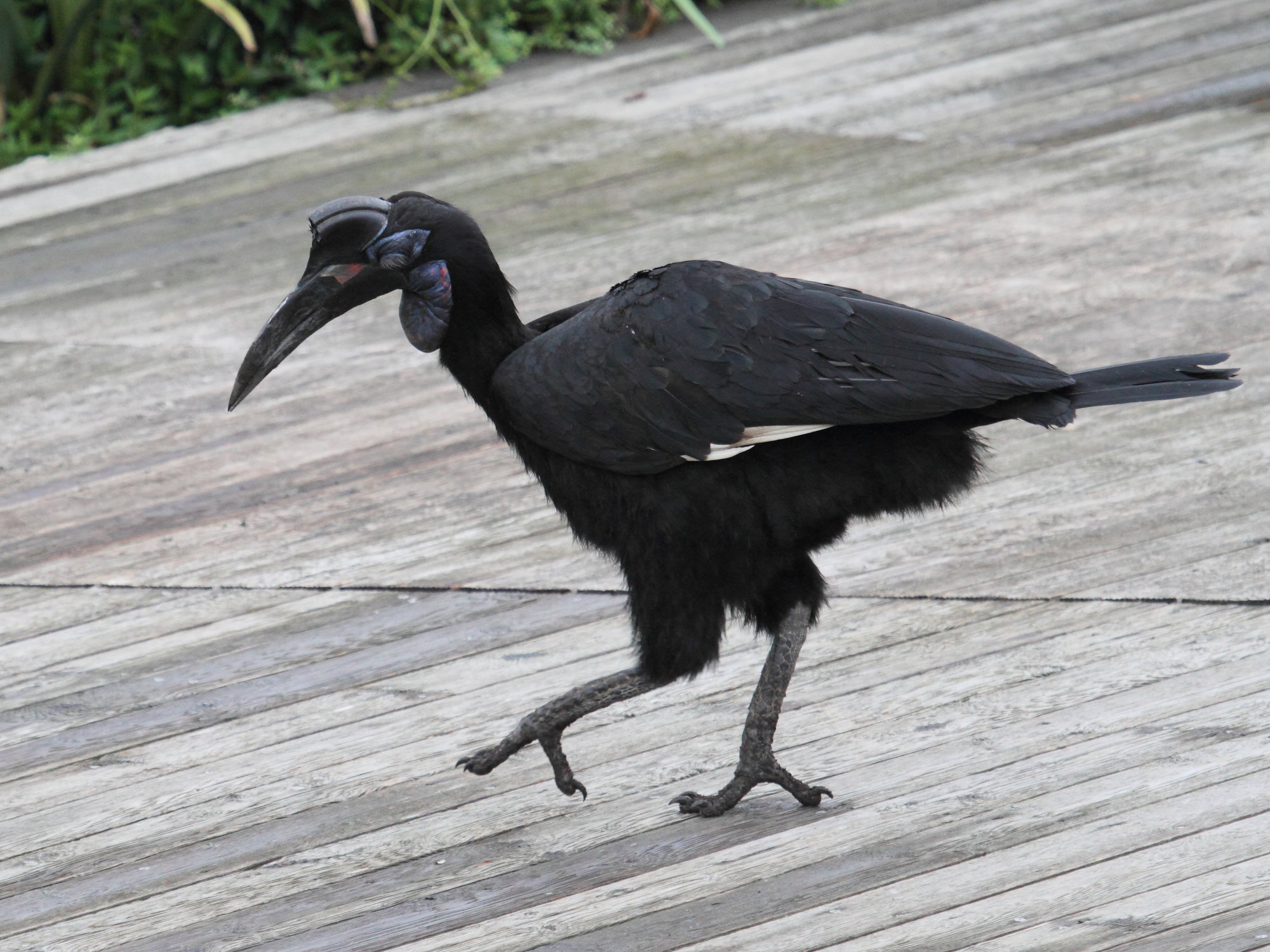 bucorve_d-abyssinie_-_bucorvus_abyssinicus1bd